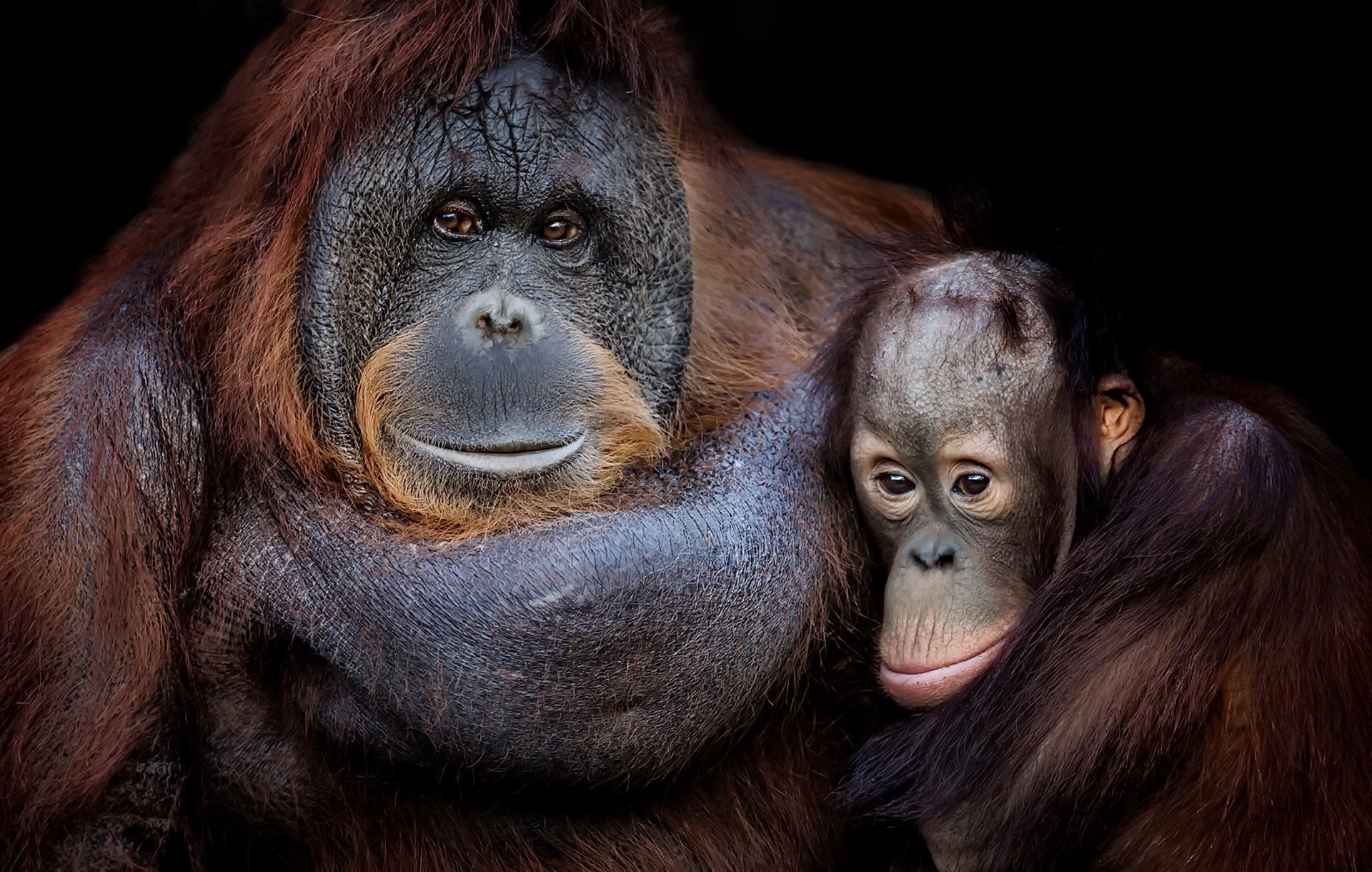 Laden Sie das Tiere, Primas, Affen, Orang Utan, Tierbaby-Bild kostenlos auf Ihren PC-Desktop herunter