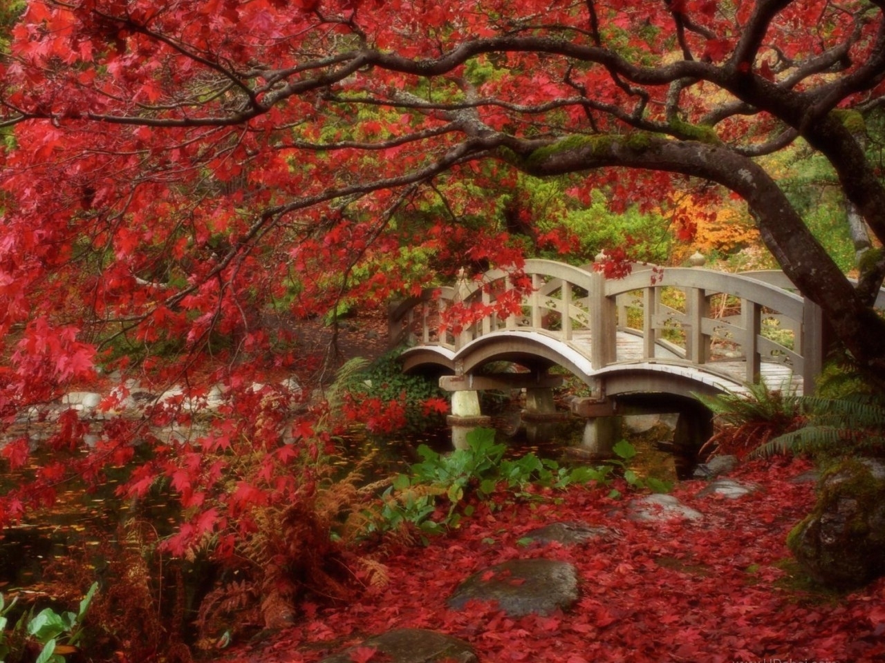 無料モバイル壁紙秋, 風景をダウンロードします。