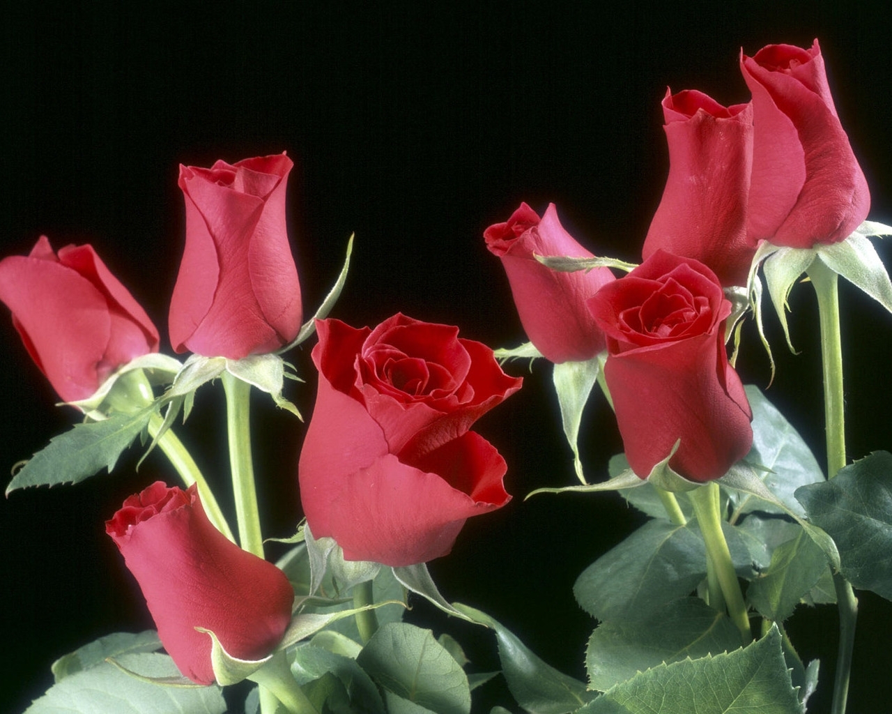 1045 завантажити шпалери рози, квіти, рослини, чорний - заставки і картинки безкоштовно
