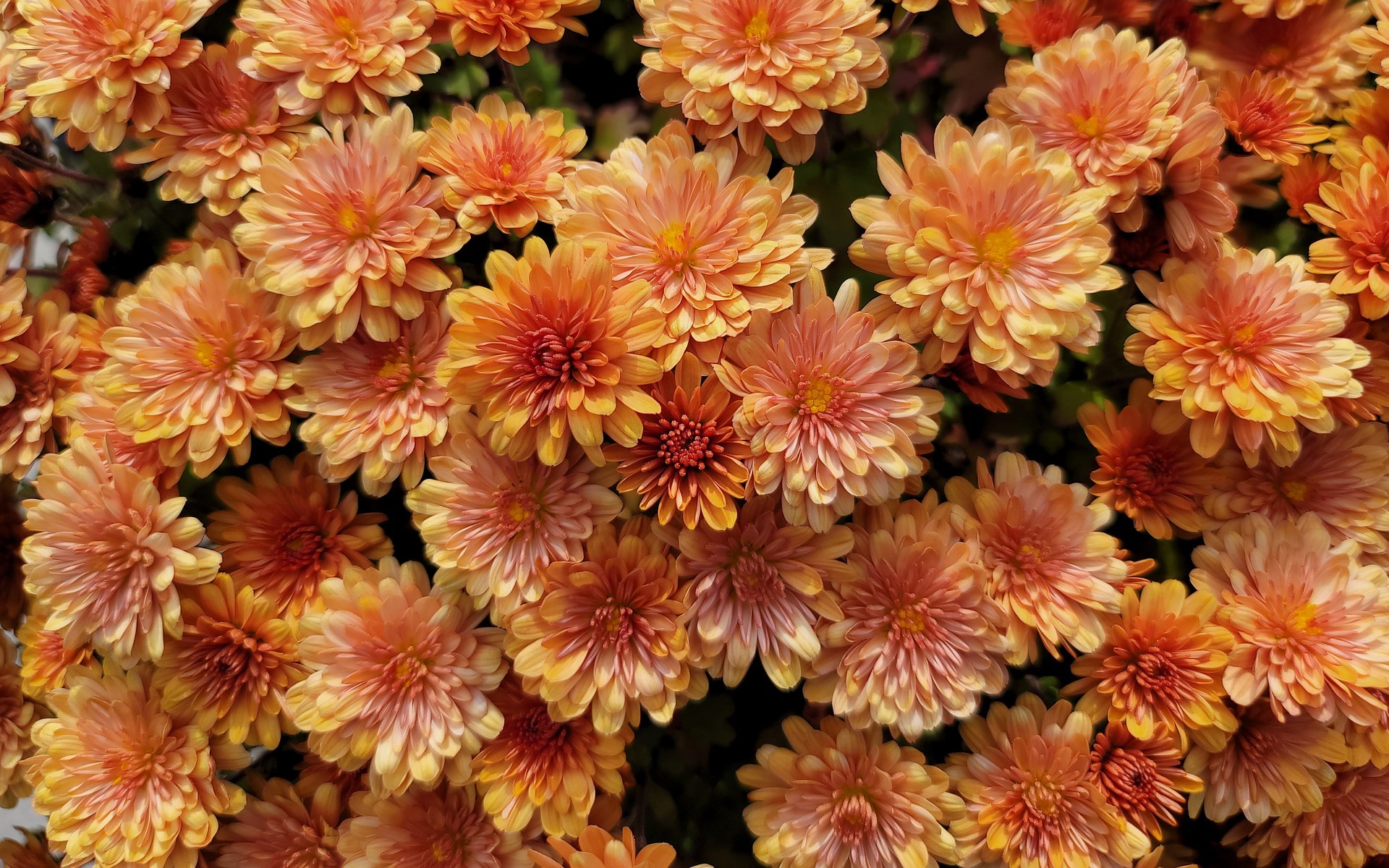 Handy-Wallpaper Blumen, Blume, Erde/natur, Orangene Blume, Chrysanthemen kostenlos herunterladen.