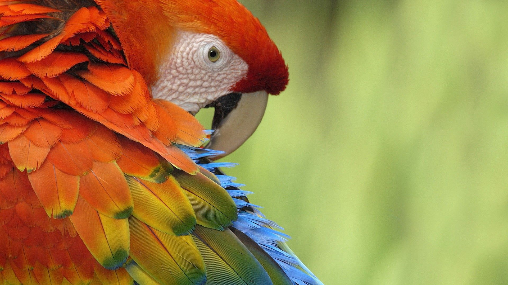 PCデスクトップにフェザー, モトリー, オウム, 鳥, 色とりどり, 色, 動物画像を無料でダウンロード