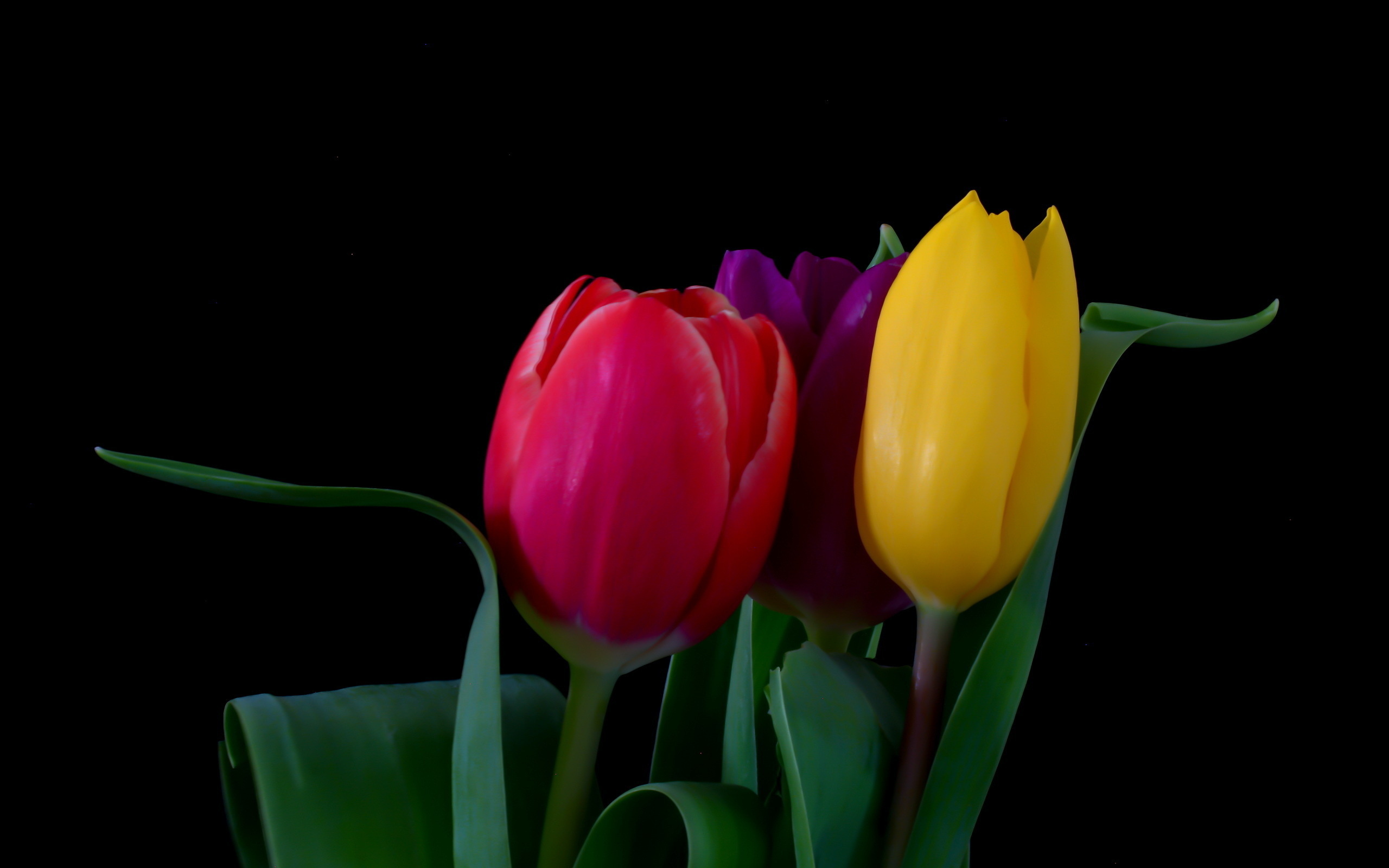 Descarga gratuita de fondo de pantalla para móvil de Tulipán, Flores, Flor, Tierra/naturaleza.