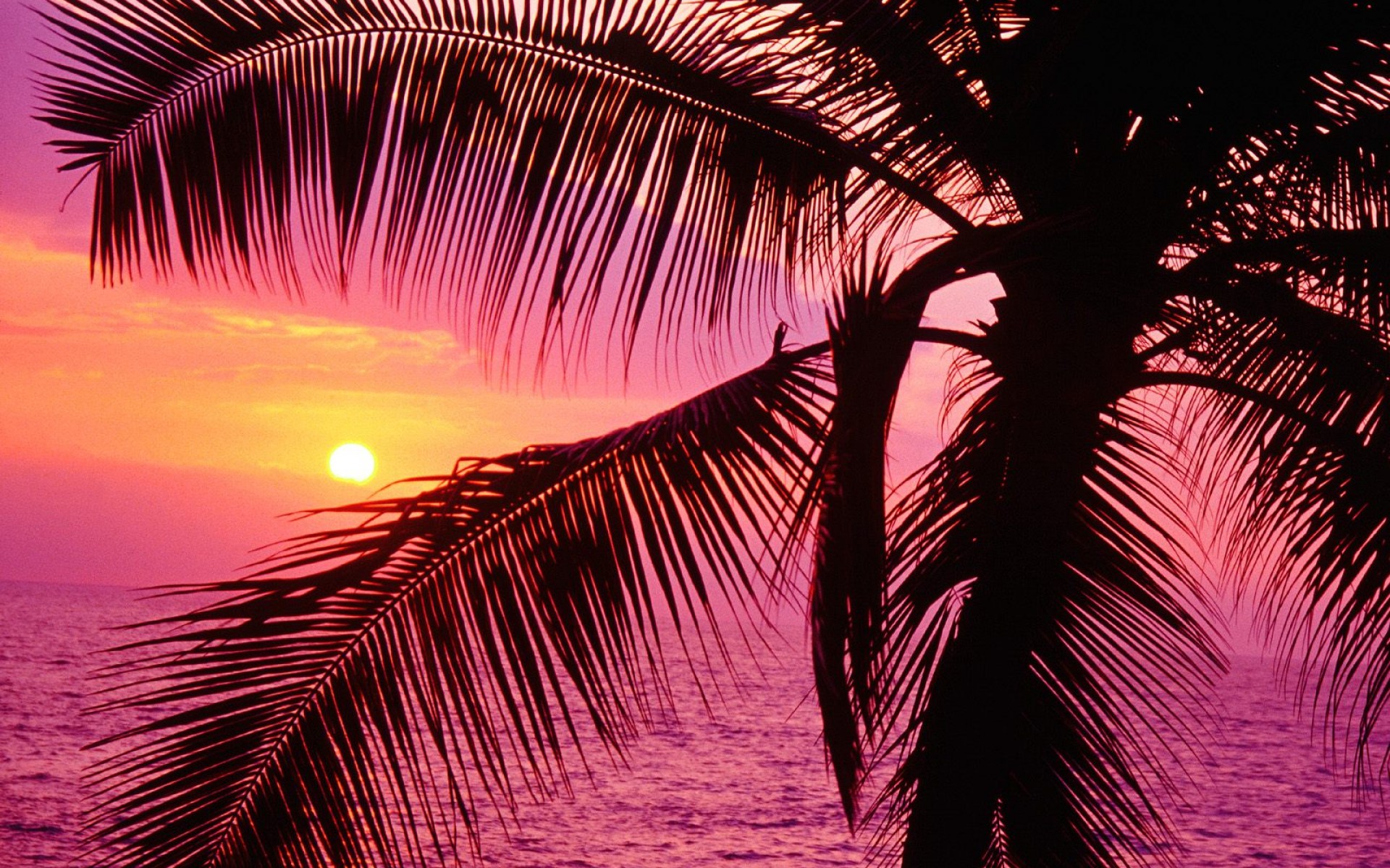 Download mobile wallpaper Sunset, Sky, Sun, Ocean, Branch, Earth, Purple, Palm Tree for free.