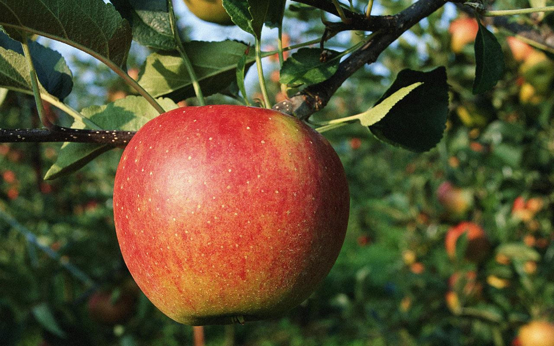Laden Sie das Früchte, Nahrungsmittel, Apfel-Bild kostenlos auf Ihren PC-Desktop herunter