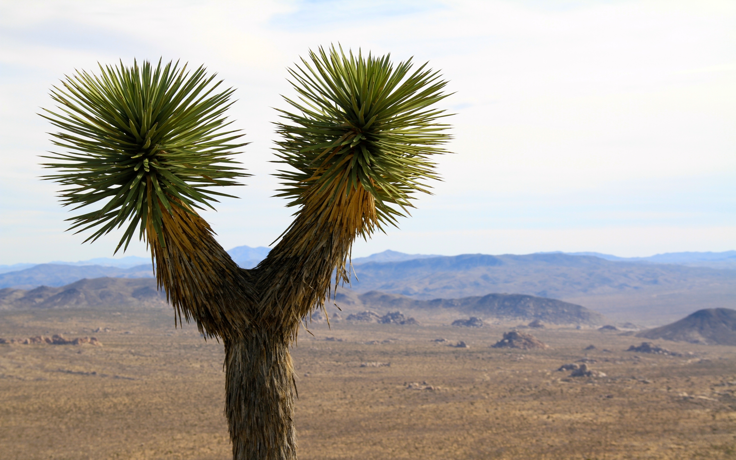 Free download wallpaper Earth, National Park, Joshua Tree National Park on your PC desktop