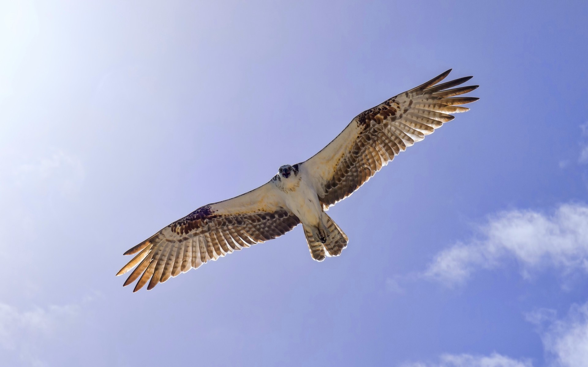 Téléchargez des papiers peints mobile Oiseau, Des Oiseaux, Animaux gratuitement.