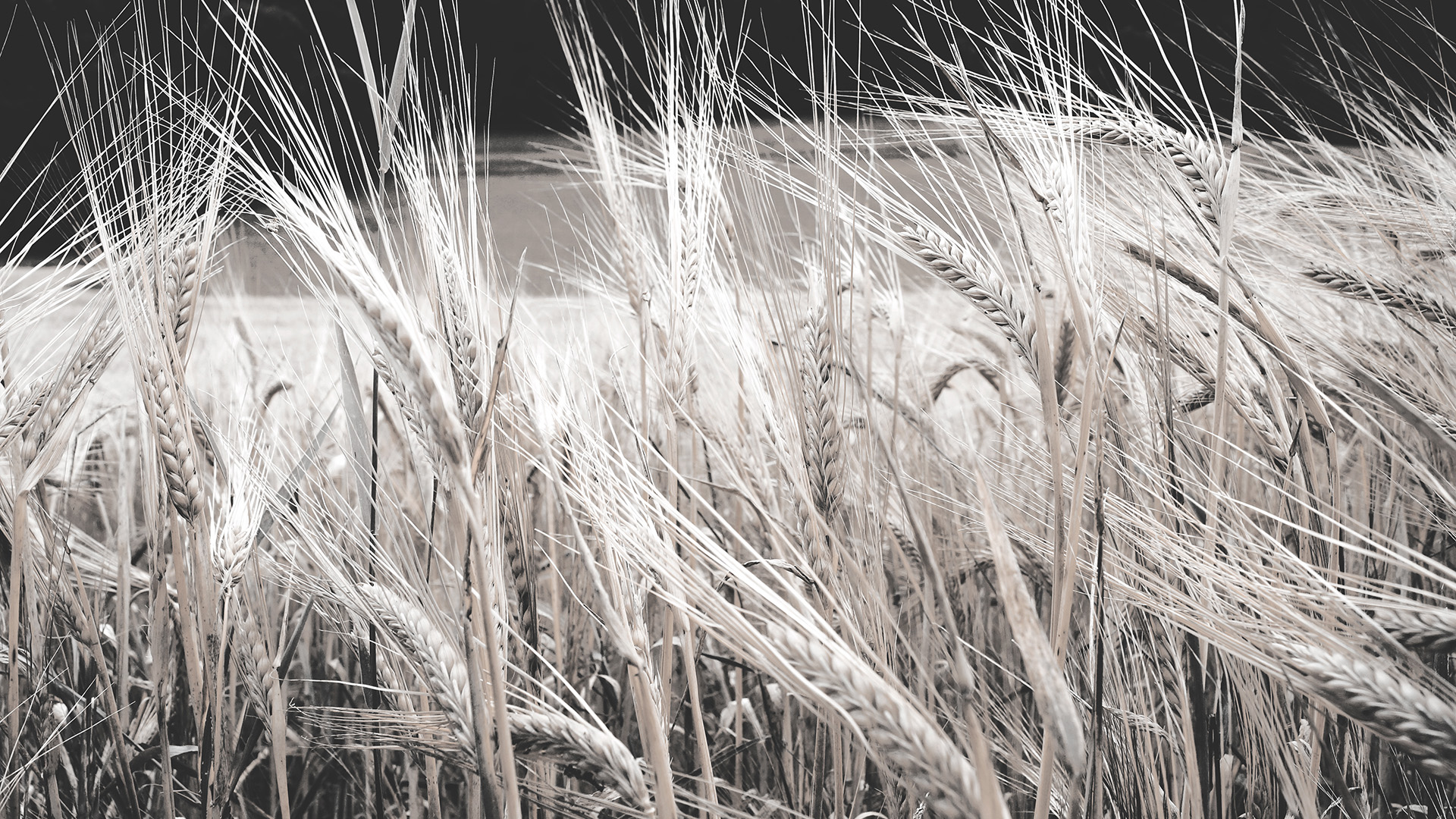Download mobile wallpaper Wheat, Photography, Black & White for free.