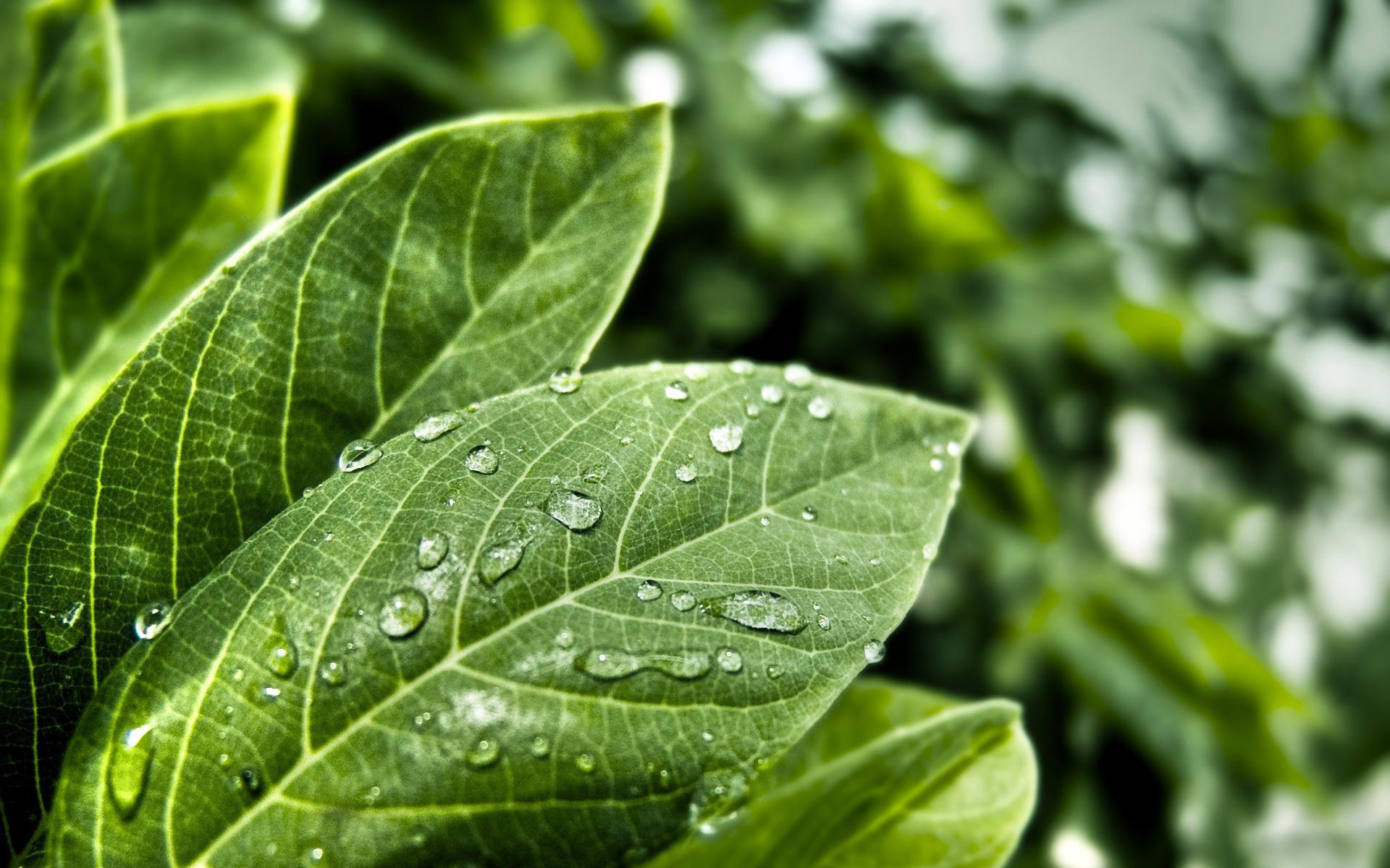 Laden Sie das Blätter, Drops, Pflanzen-Bild kostenlos auf Ihren PC-Desktop herunter