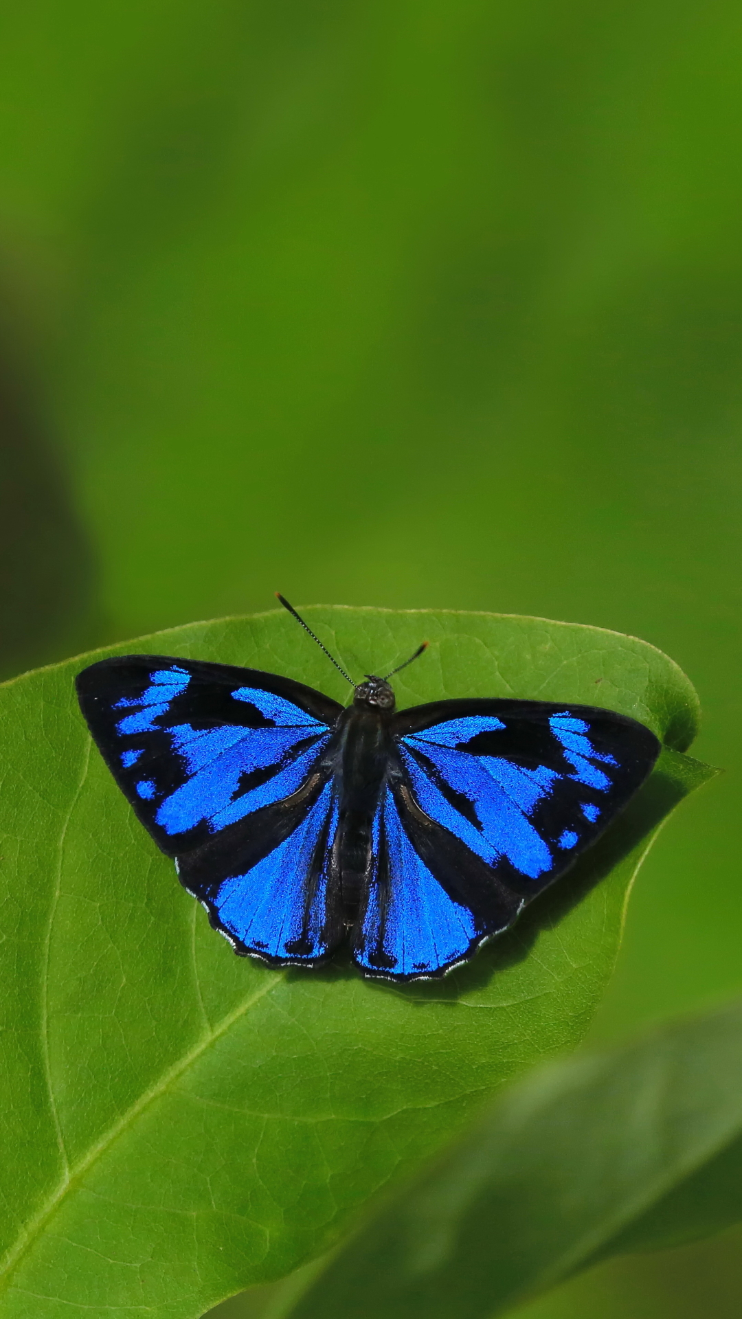 Descarga gratuita de fondo de pantalla para móvil de Animales, Hoja, Mariposa.