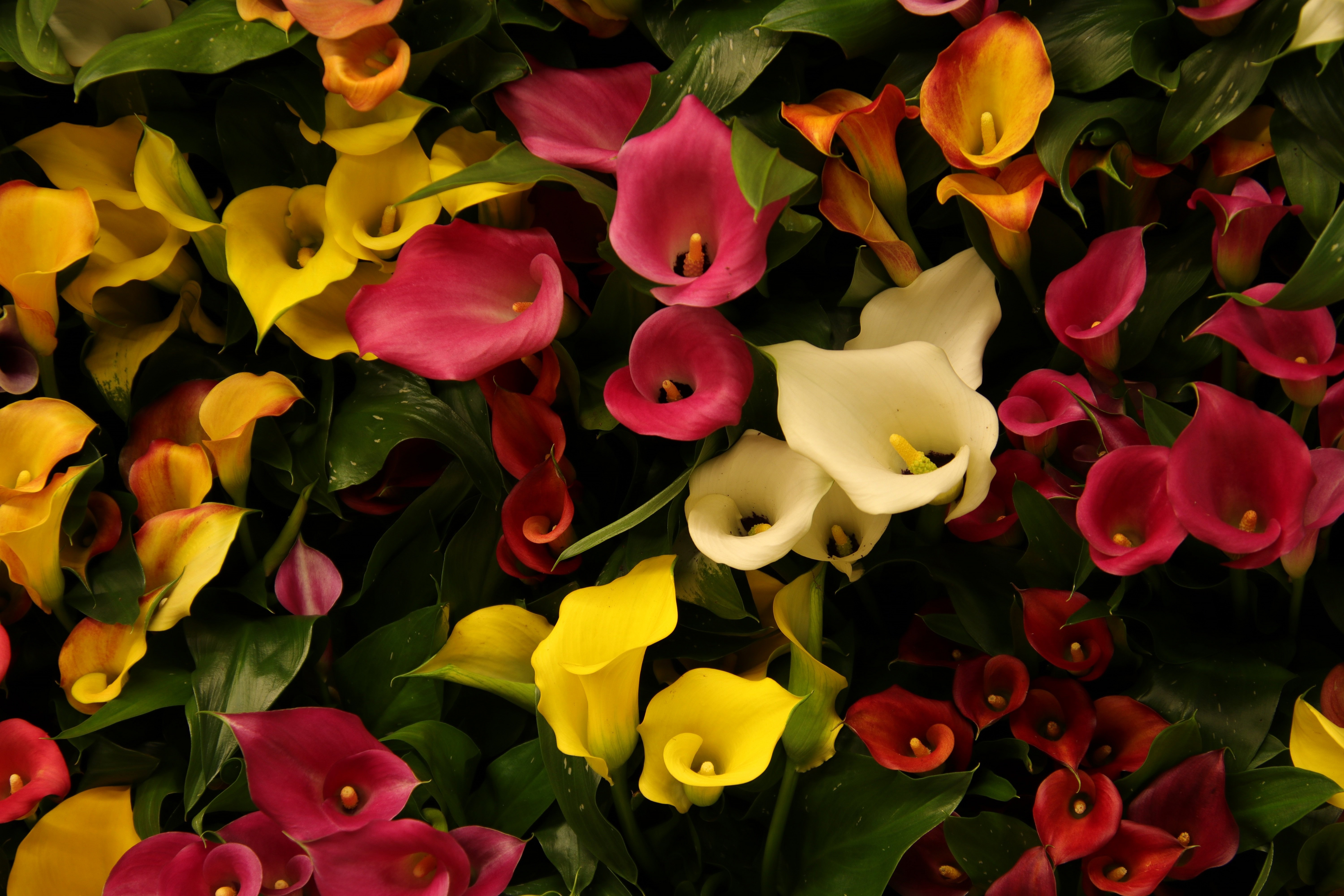 Download mobile wallpaper Flowers, Flower, Earth, Yellow Flower, Pink Flower, Calla Lily for free.
