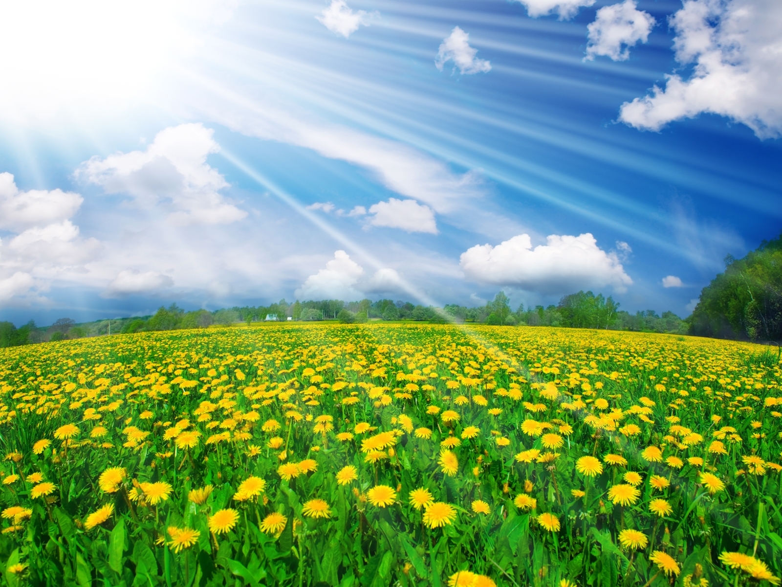Free download wallpaper Landscape, Sky, Flowers, Fields on your PC desktop