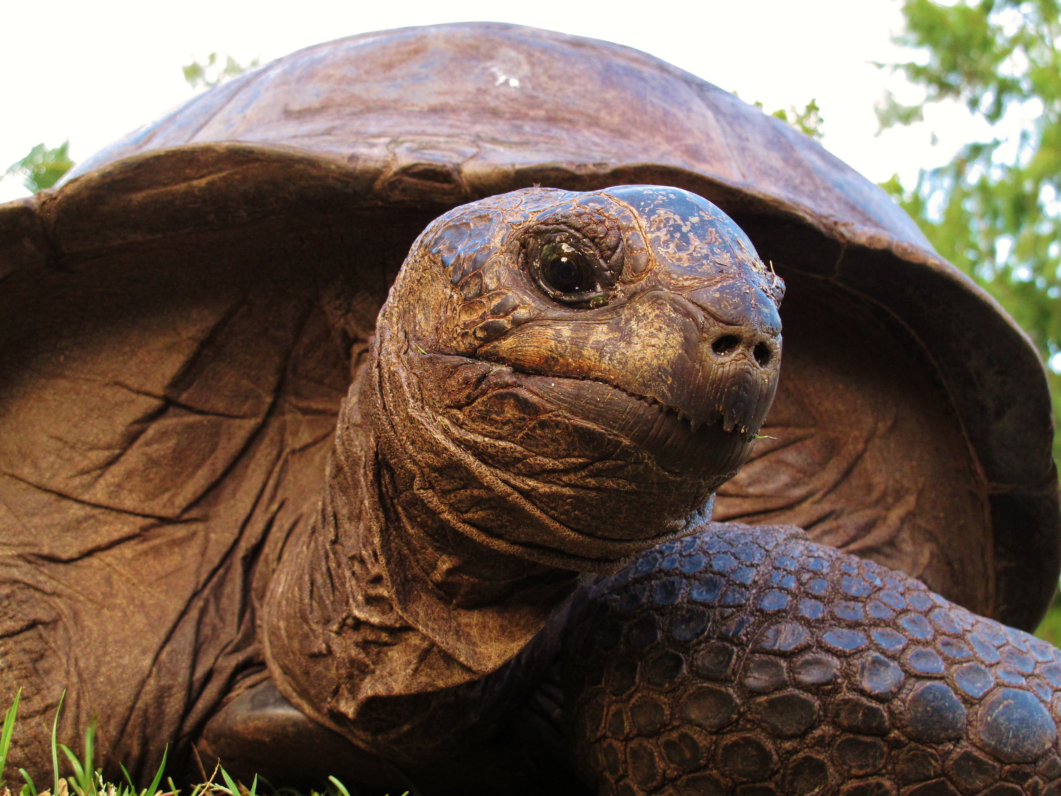 animal, aldabra giant tortoise, tortoise, reptiles