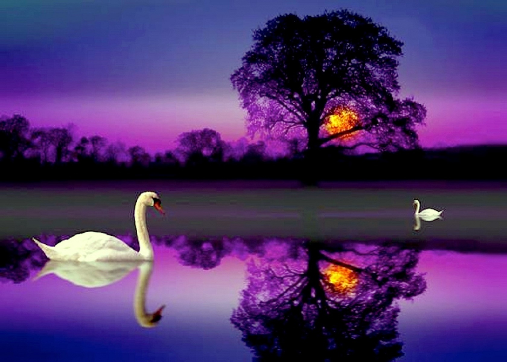 PCデスクトップに動物, 鳥, 木, 日没, 白鳥, 湖, 紫の画像を無料でダウンロード