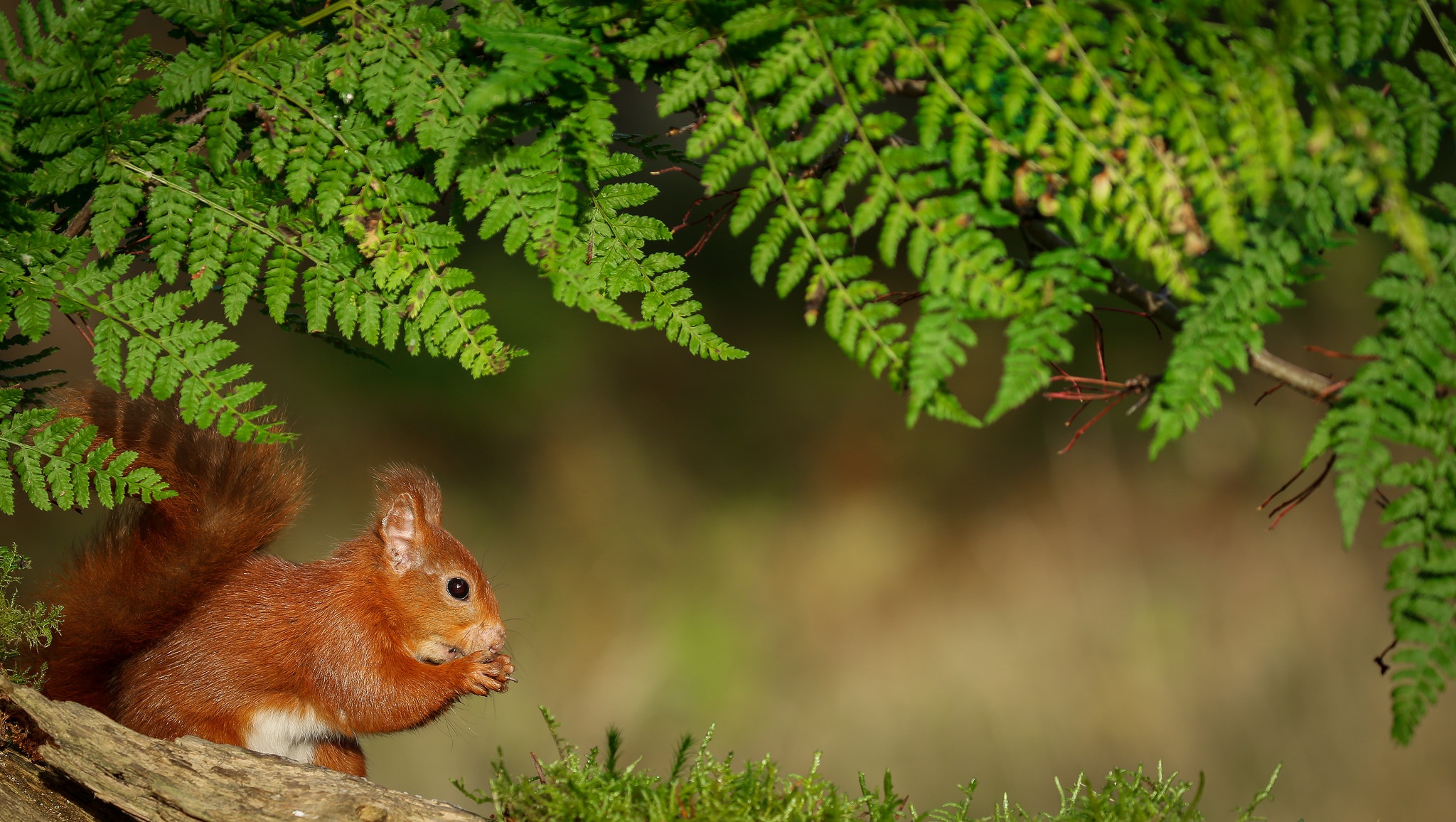 Download mobile wallpaper Squirrel, Fern, Animal, Rodent for free.