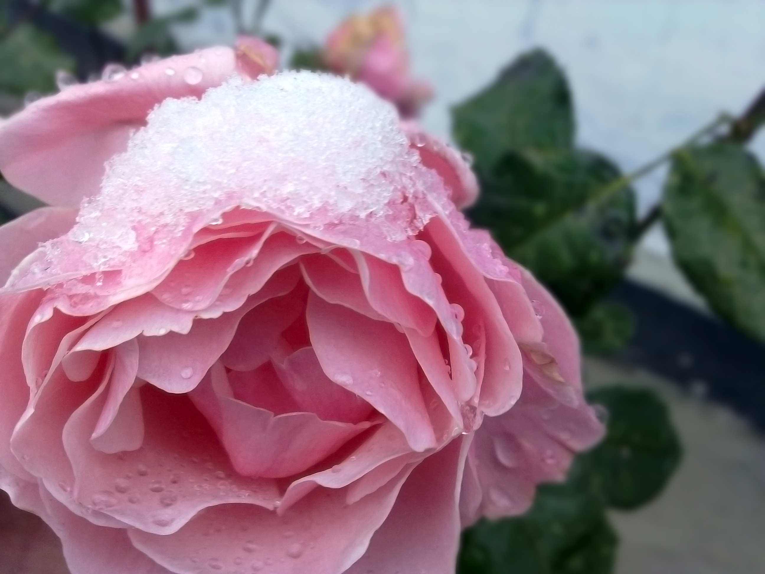 Laden Sie das Blumen, Rose, Erde/natur-Bild kostenlos auf Ihren PC-Desktop herunter