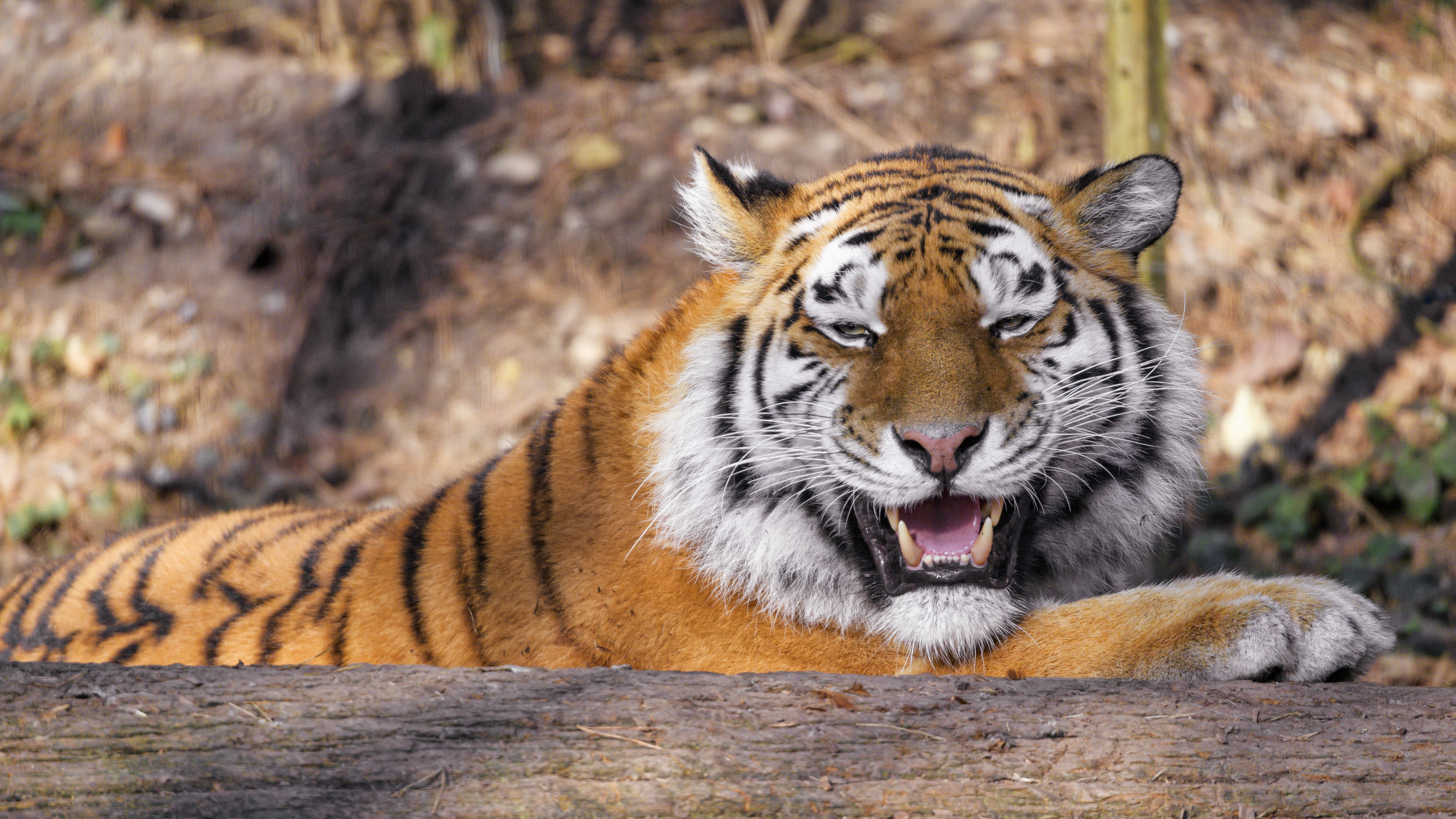 Descarga gratis la imagen Depredador, Gato Grande, Colmillos, Animales, Animal, Tigre en el escritorio de tu PC