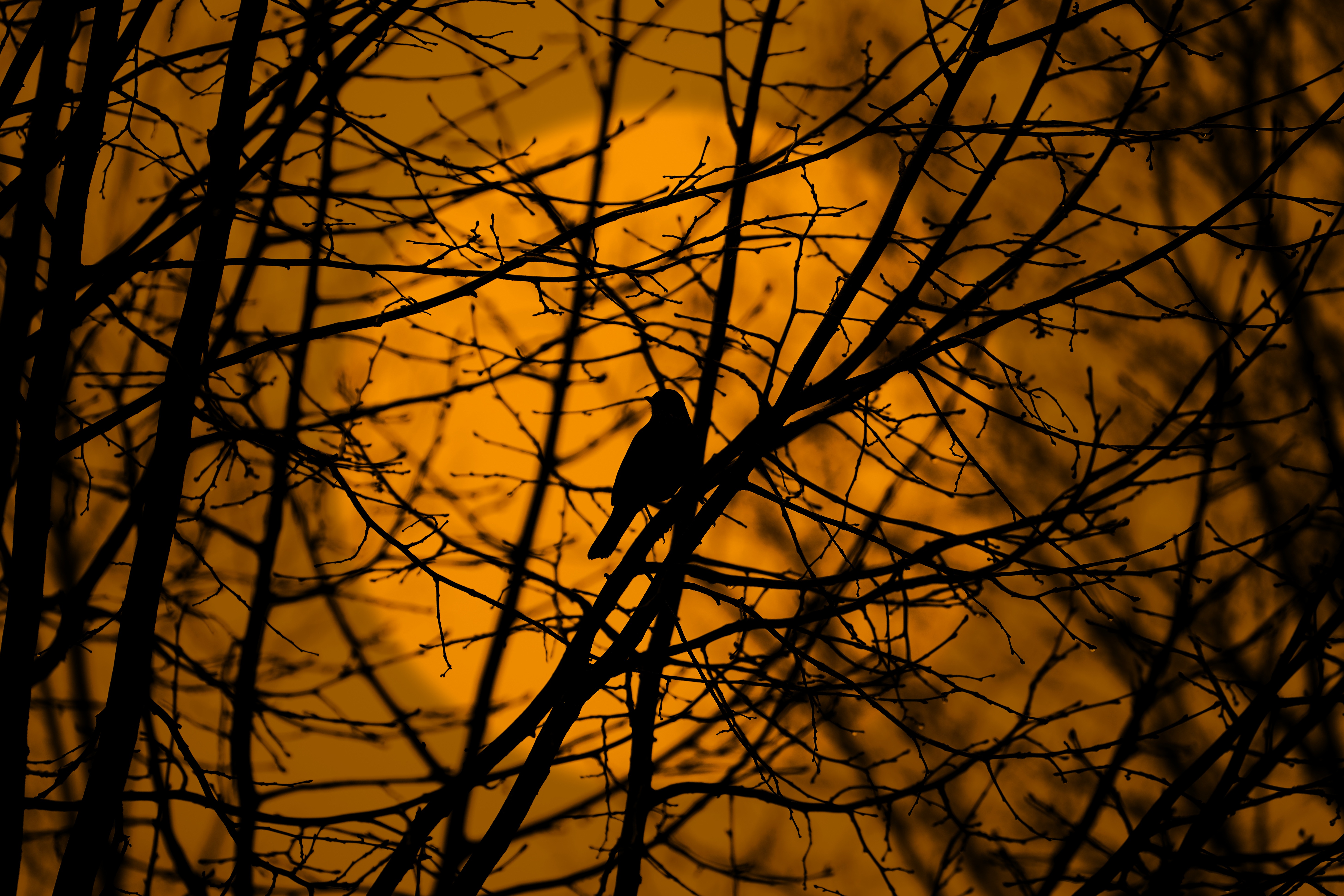 Download mobile wallpaper Branches, Trees, Nature, Bird, Silhouette for free.