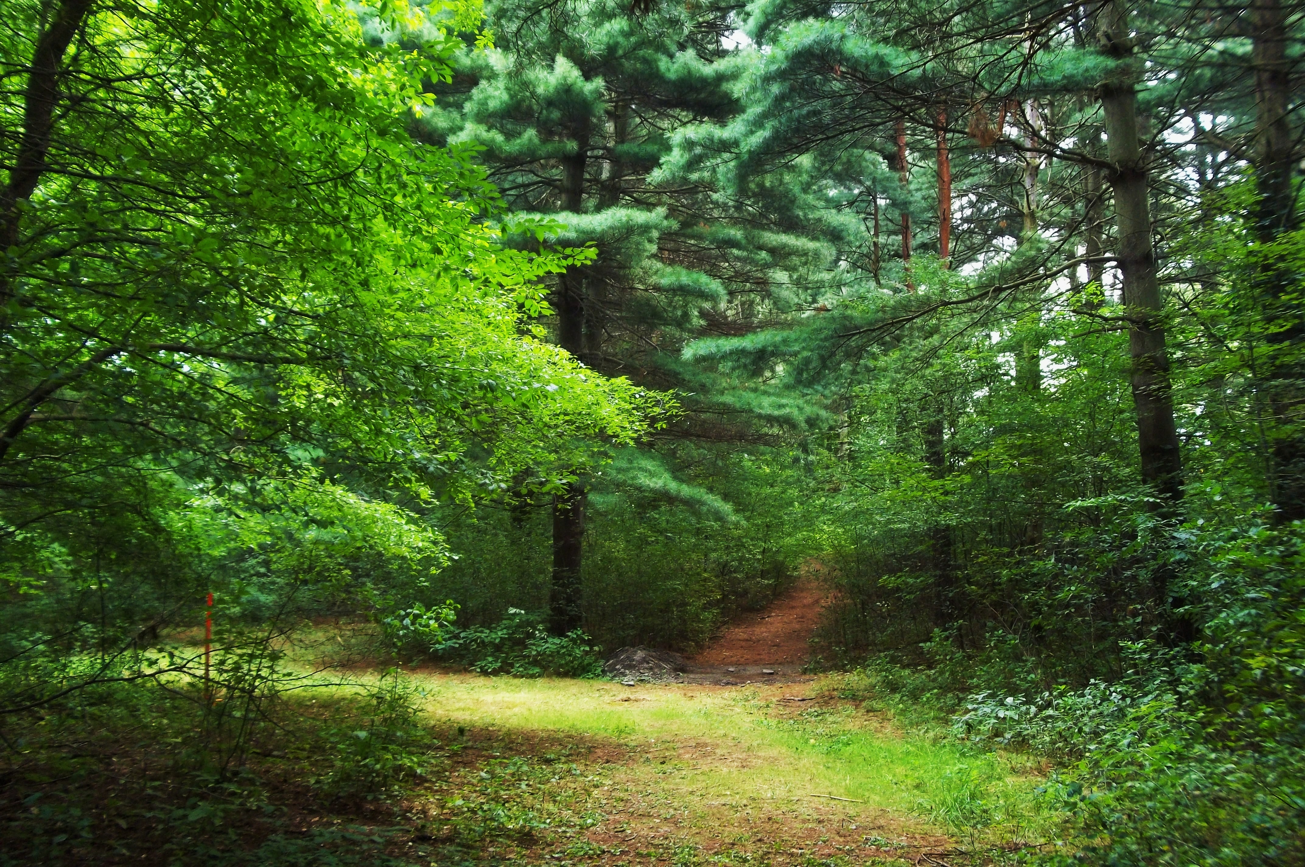 trees, nature, forest HD for desktop 1080p