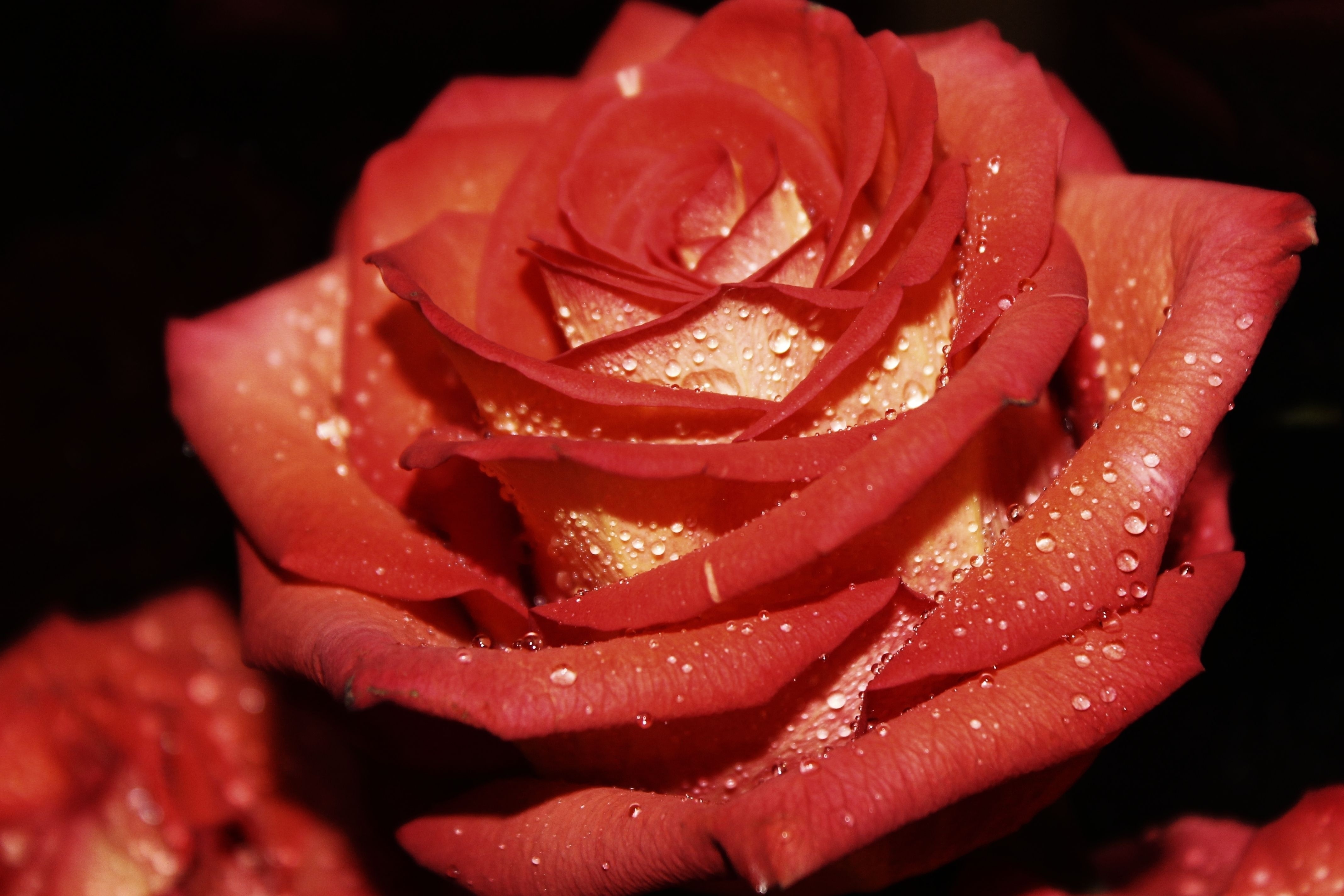 無料モバイル壁紙滴, 大きい, マクロ, 赤い, バラの花, 薔薇をダウンロードします。