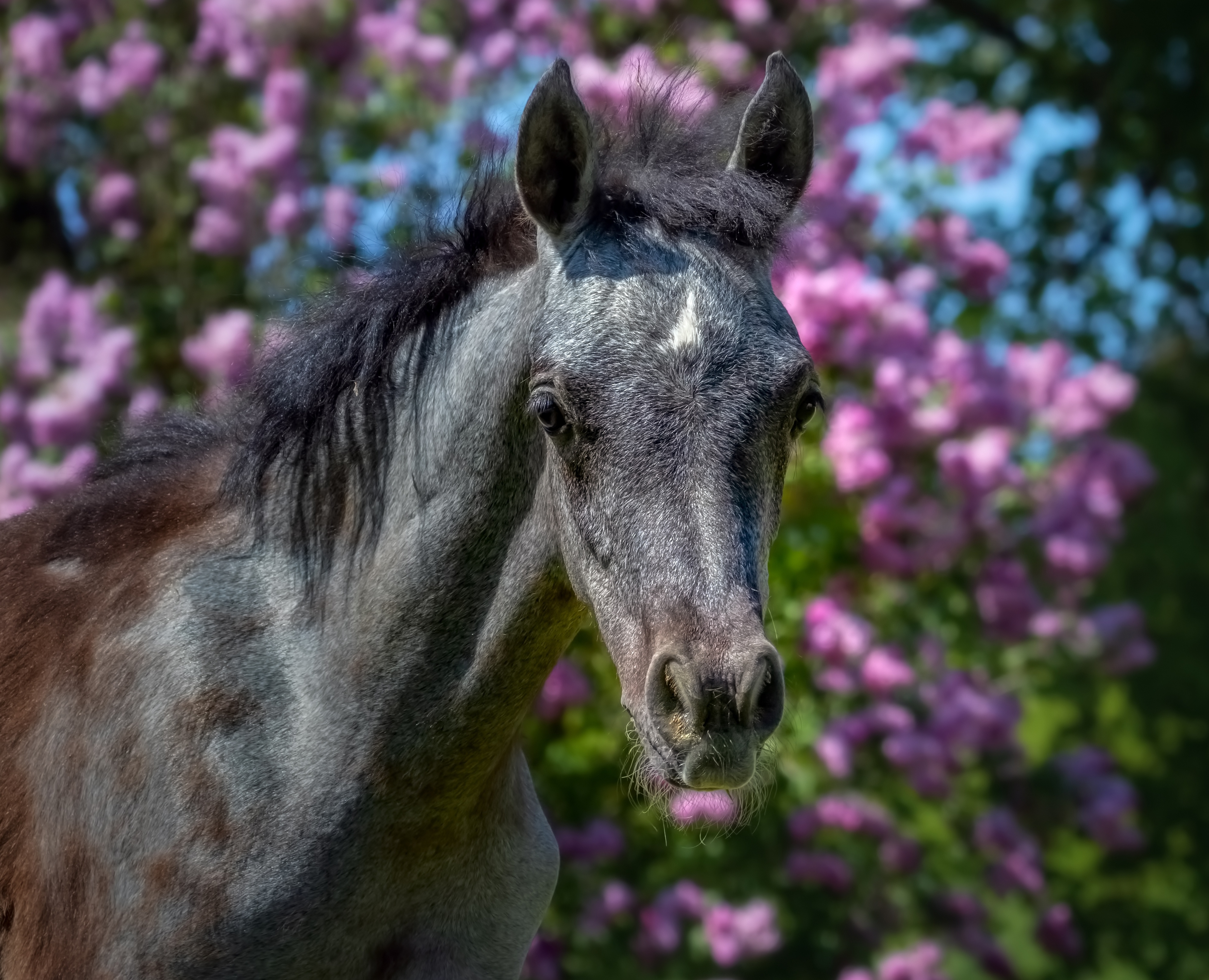 Laden Sie das Tiere, Hauspferd-Bild kostenlos auf Ihren PC-Desktop herunter