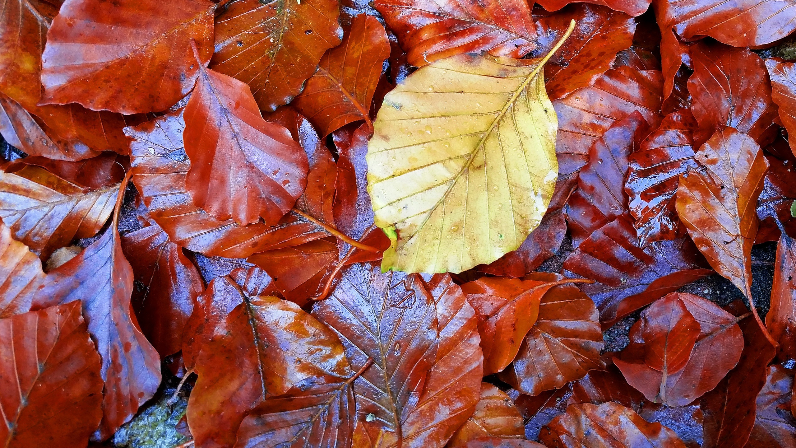 Download mobile wallpaper Nature, Leaf, Fall, Earth for free.