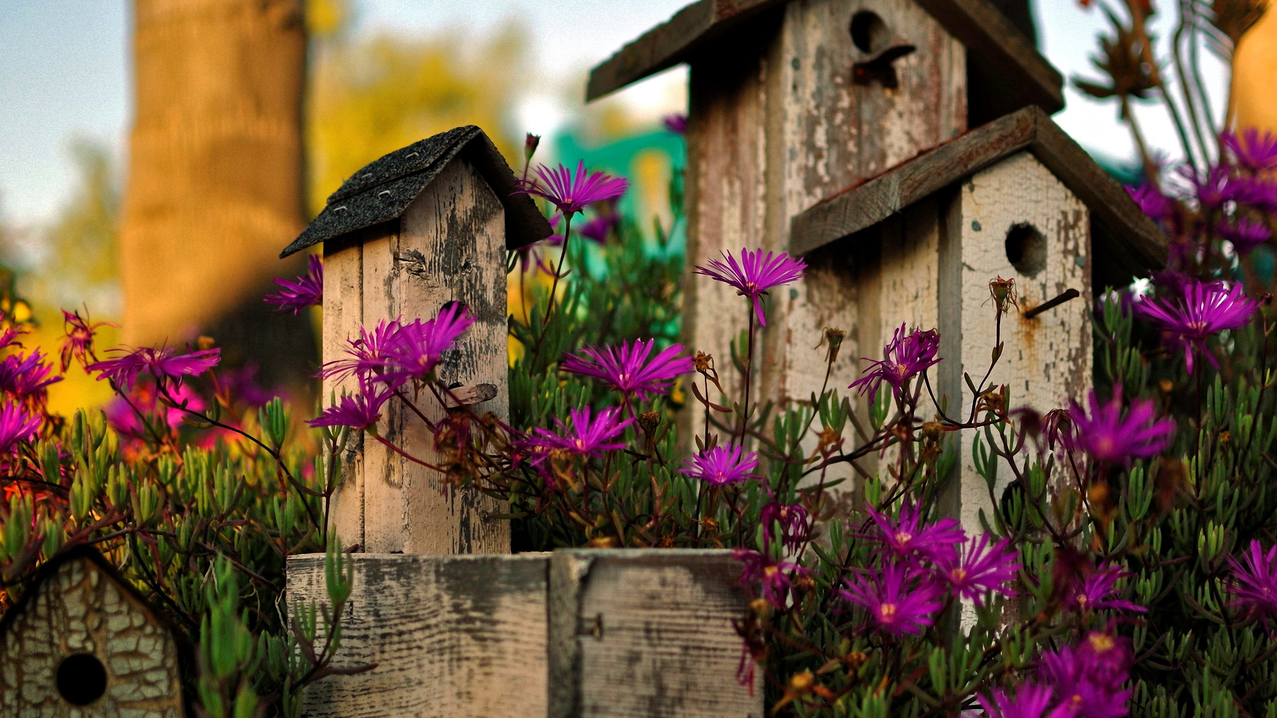 368737 Bildschirmschoner und Hintergrundbilder Blumen auf Ihrem Telefon. Laden Sie  Bilder kostenlos herunter