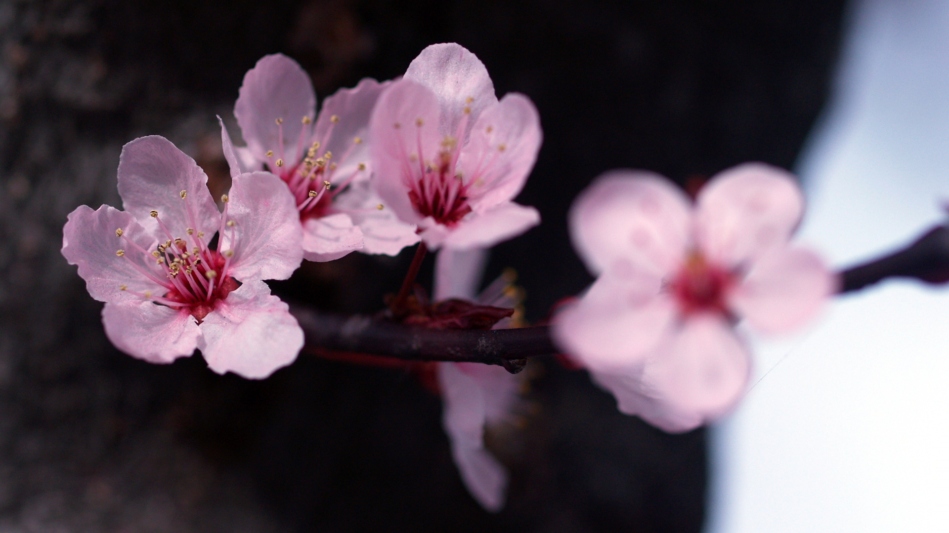 Descarga gratuita de fondo de pantalla para móvil de Flores, Florecer, Tierra/naturaleza.