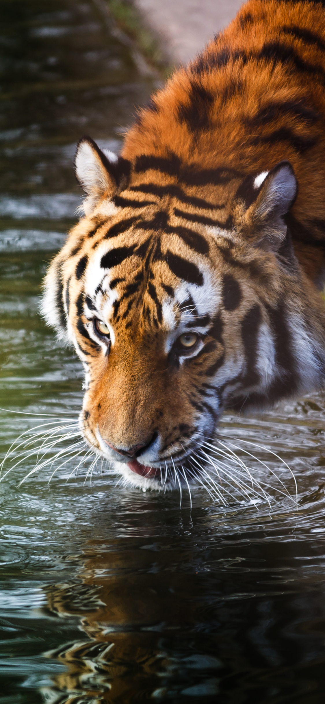 Descarga gratuita de fondo de pantalla para móvil de Gatos, Animales, Tigre.