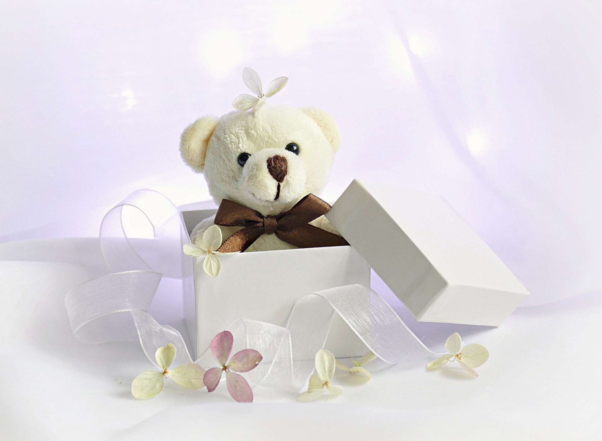 Handy-Wallpaper Teddybär, Geschenk, Schleife, Menschengemacht, Kuscheltier kostenlos herunterladen.