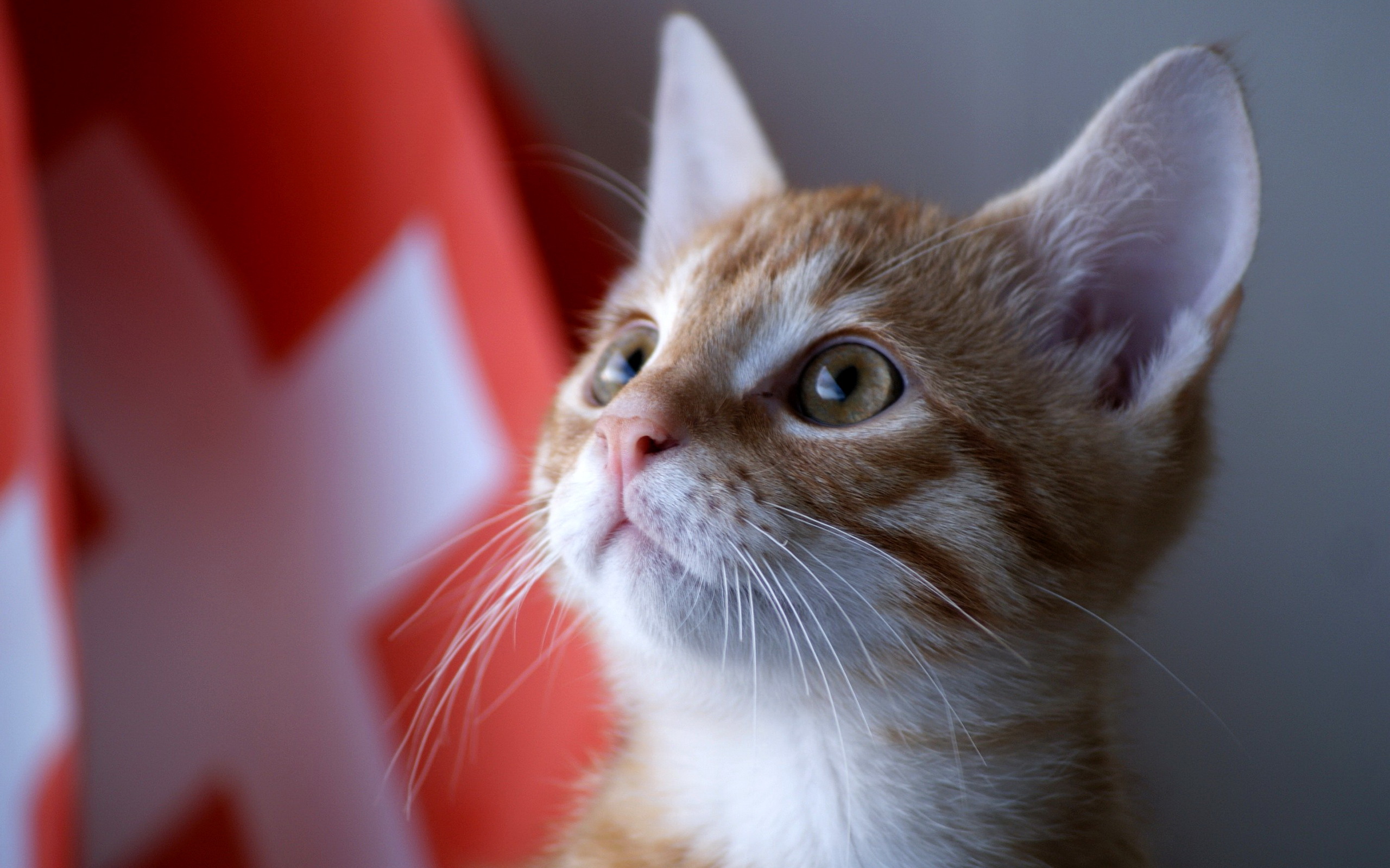 Téléchargez gratuitement l'image Animaux, Chats, Chat sur le bureau de votre PC