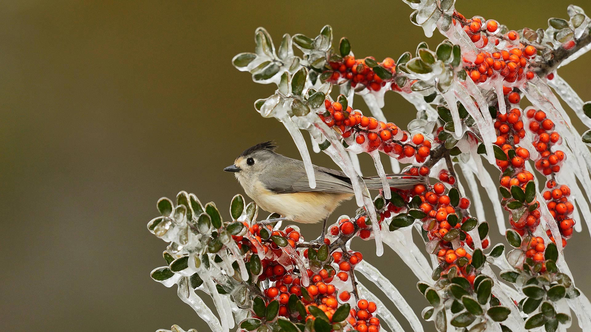 Download mobile wallpaper Birds, Ice, Berry, Animal, Titmouse, Black Crested Titmouse for free.