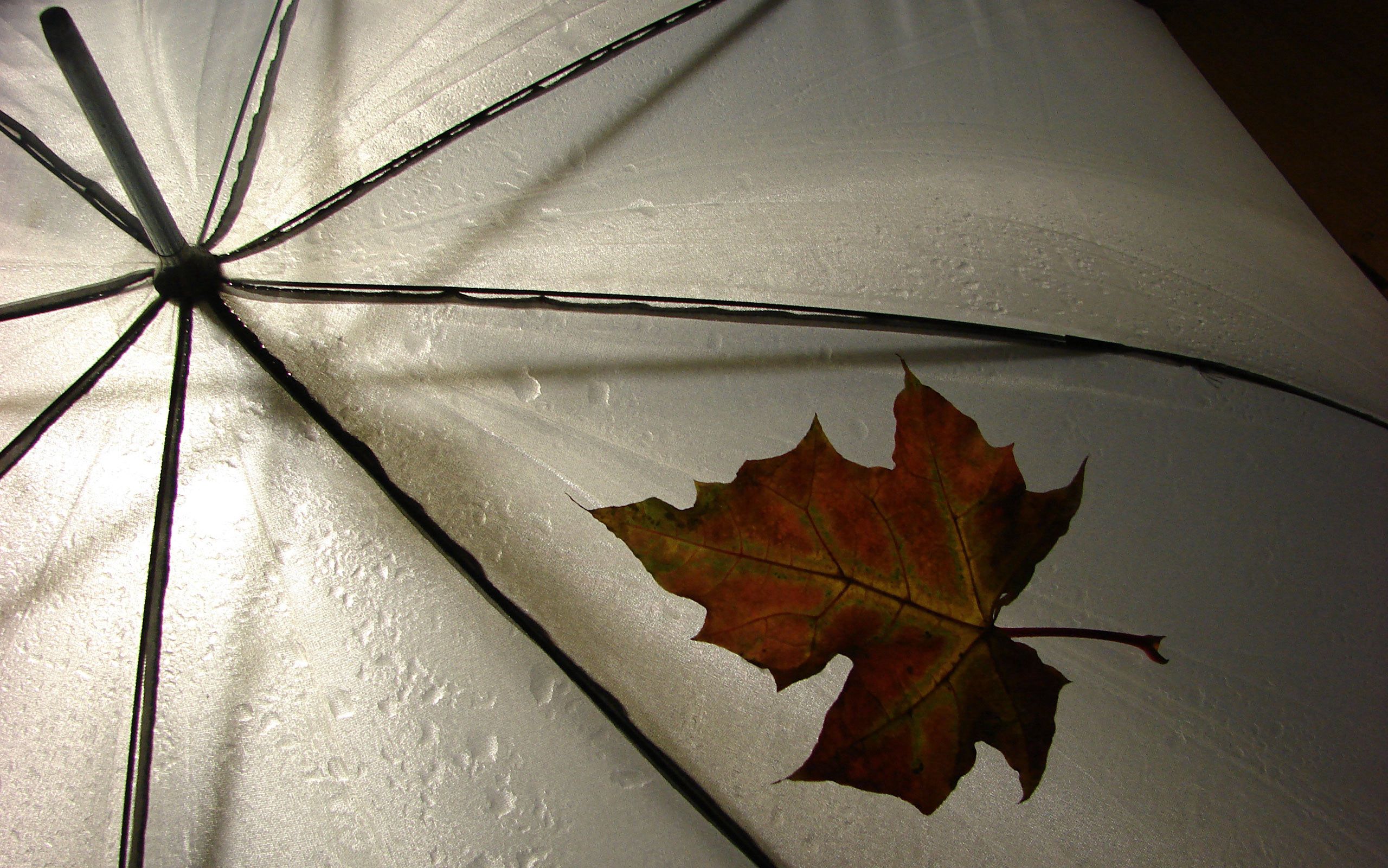 Free download wallpaper Drops, Sheet, Leaf, Nature, Umbrella, Maple, Autumn on your PC desktop