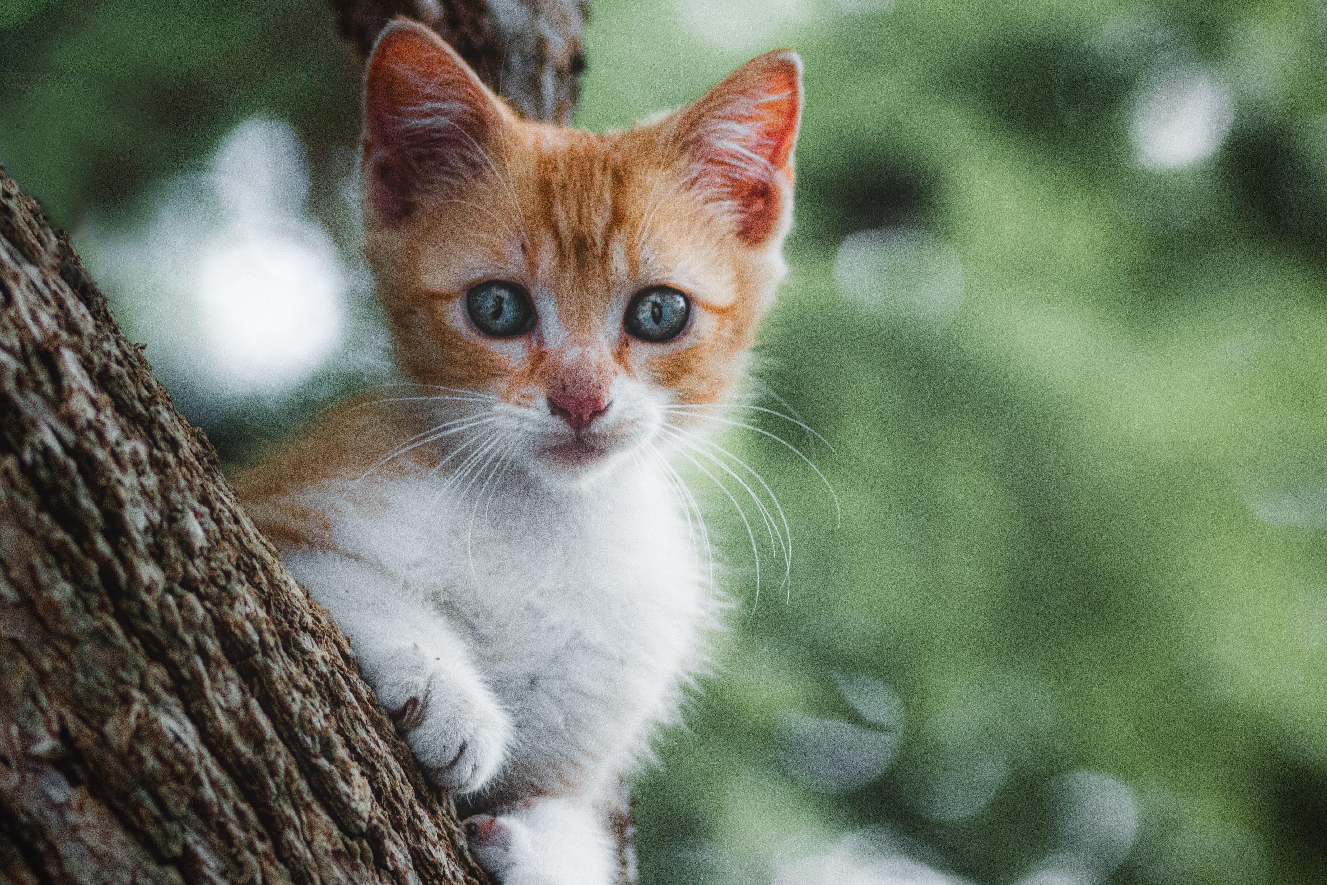 Baixar papel de parede para celular de Animais, Gatos, Gato, Gatinho, Animal Bebê gratuito.