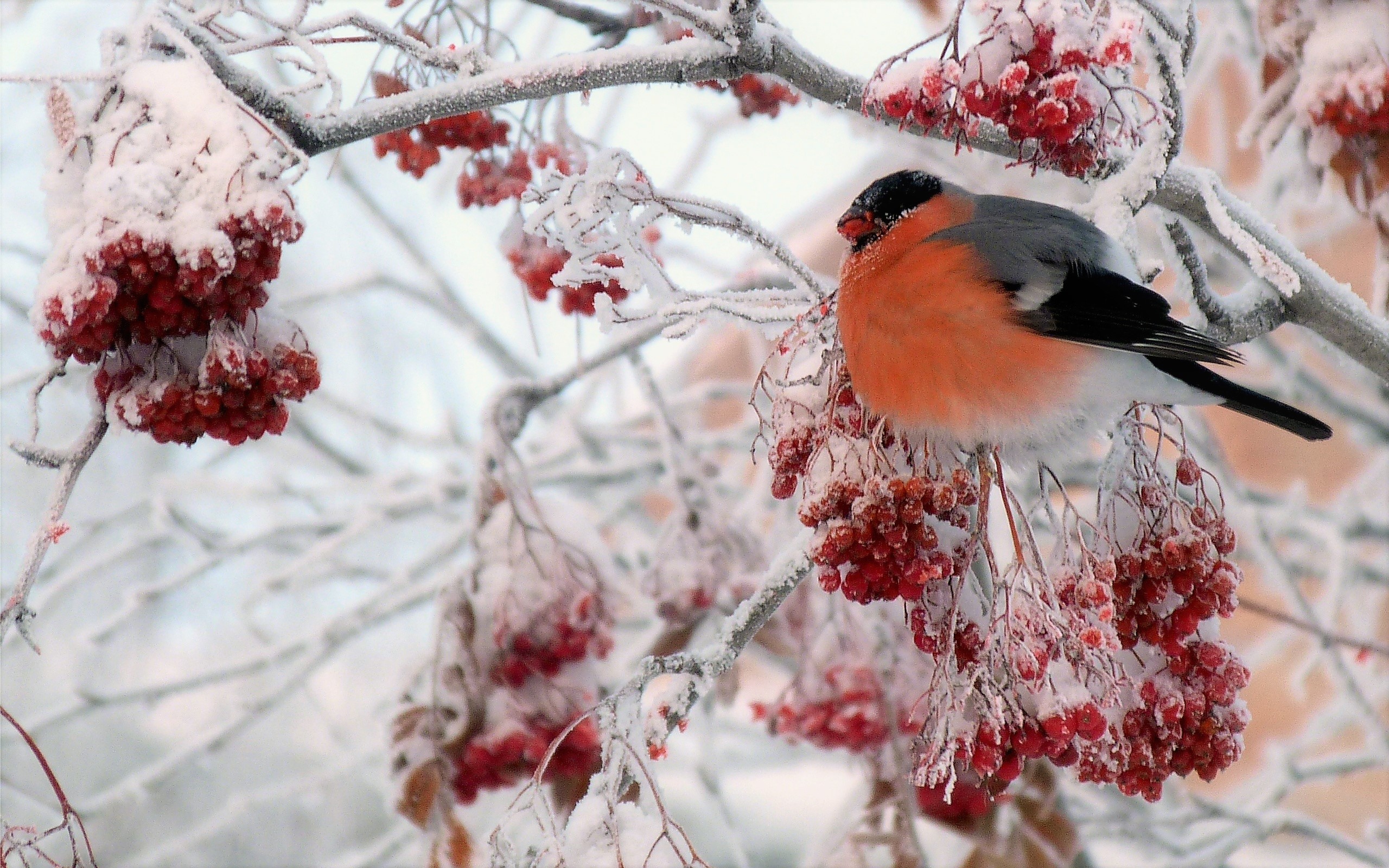 branch, animal, bullfinch, berry, bird, ice, snow, winter, birds