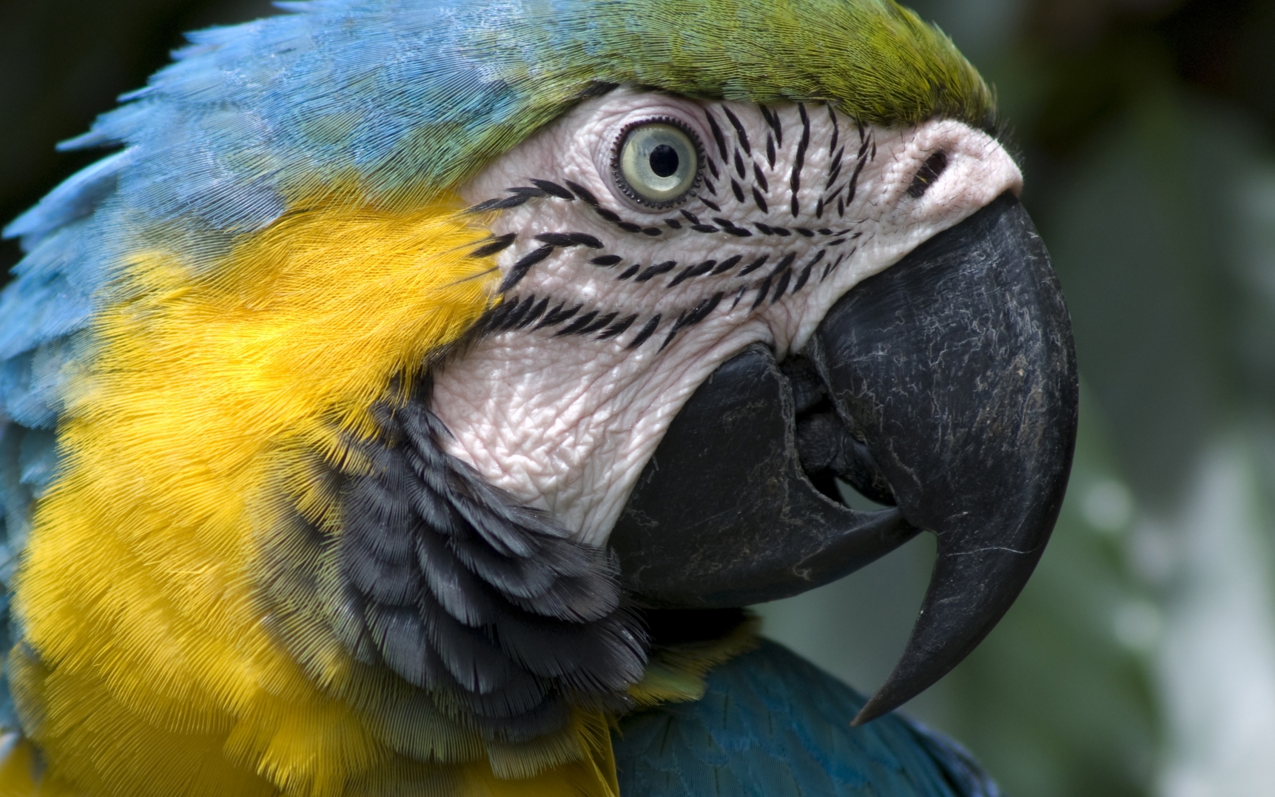 Free download wallpaper Animals, Parrots, Birds on your PC desktop