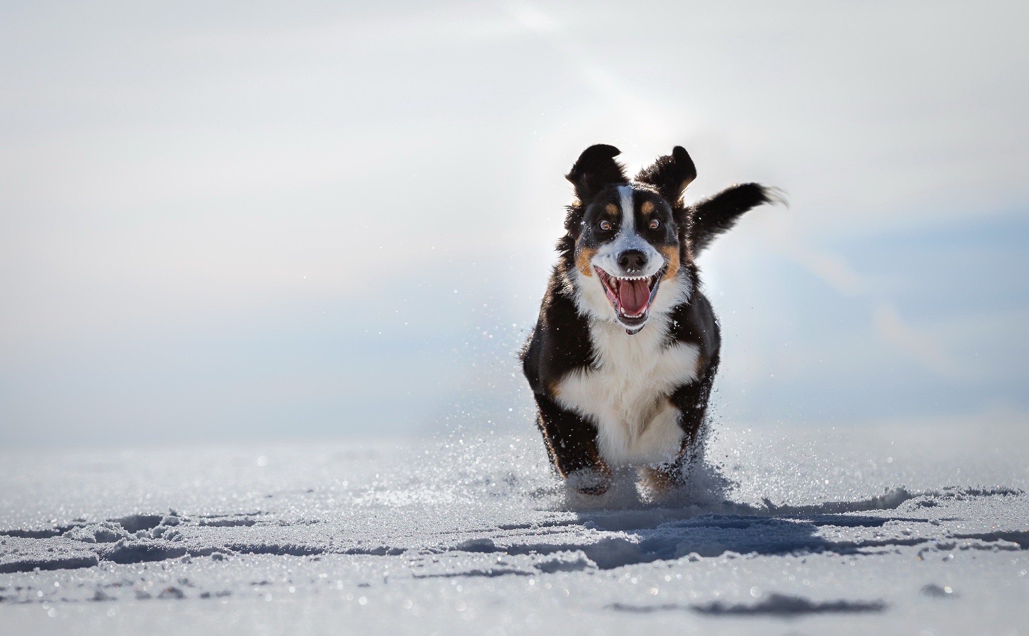 animal, bernese mountain dog, depth of field, dog, sennenhund, snow, dogs