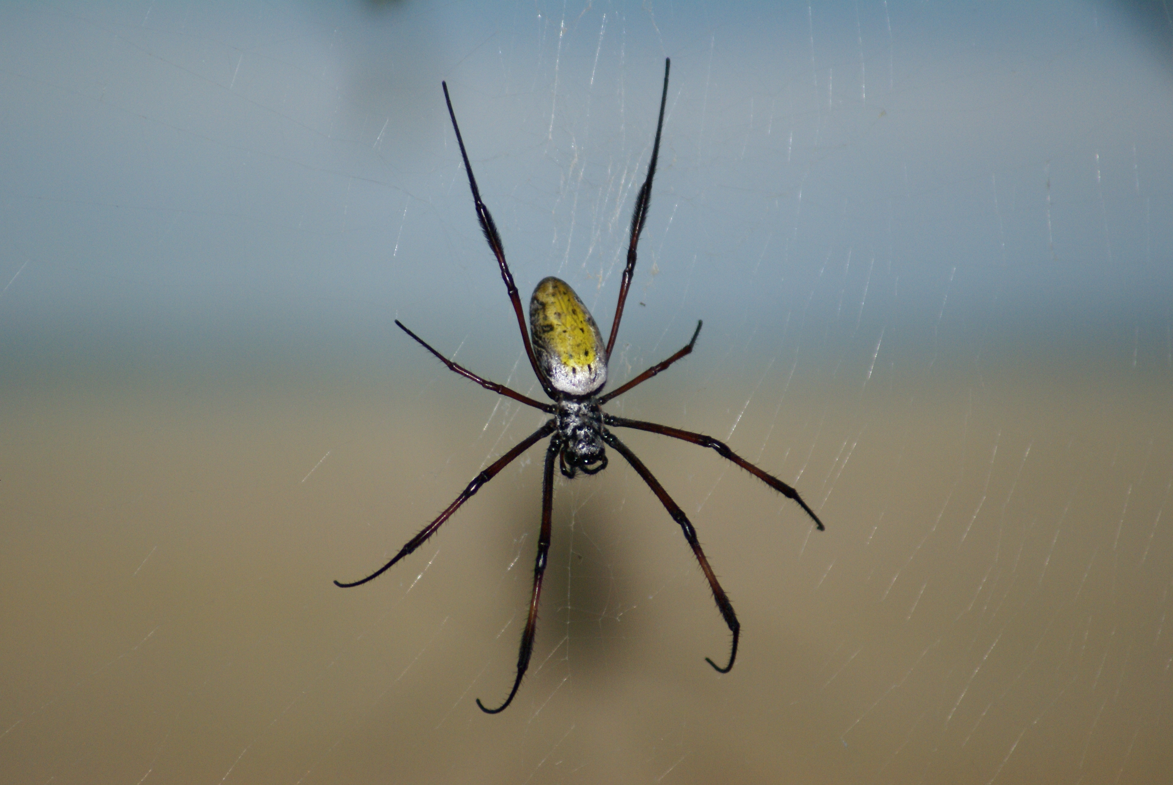 web, background, macro, spider