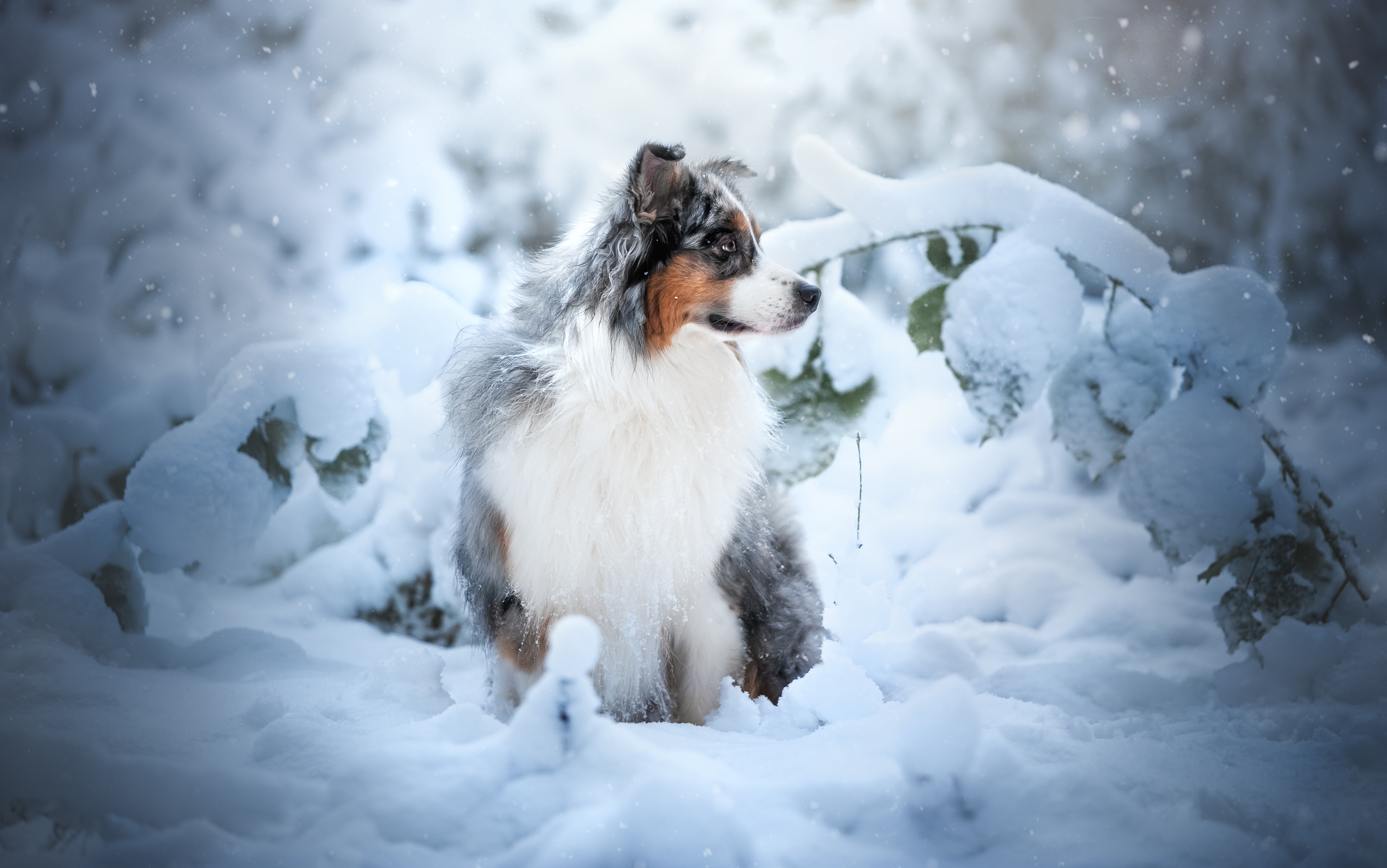 Free download wallpaper Winter, Dogs, Snow, Dog, Animal, Australian Shepherd on your PC desktop