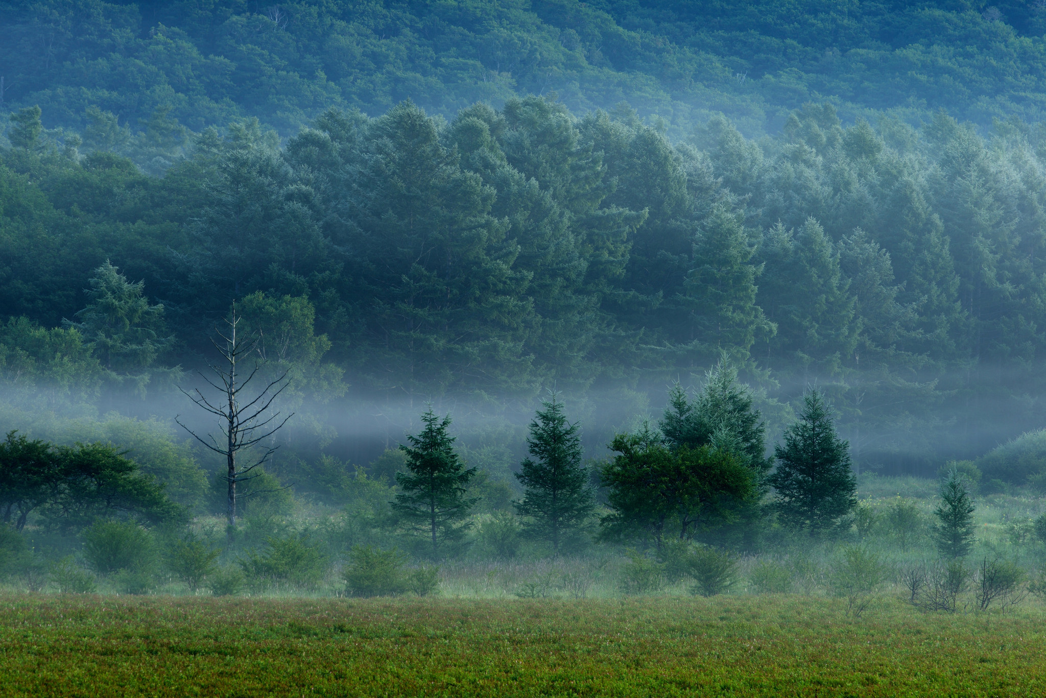 grass, nature, forest, trees, fog