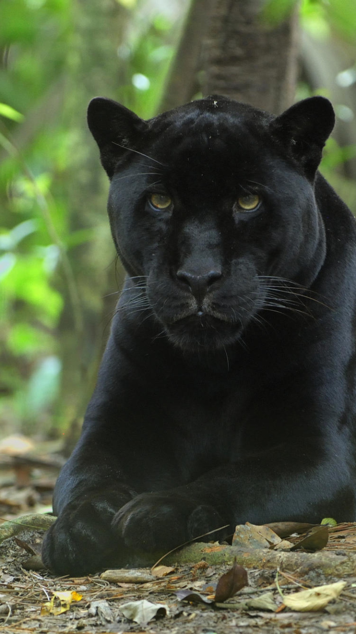 1115615 Protetores de tela e papéis de parede Gatos em seu telefone. Baixe  fotos gratuitamente