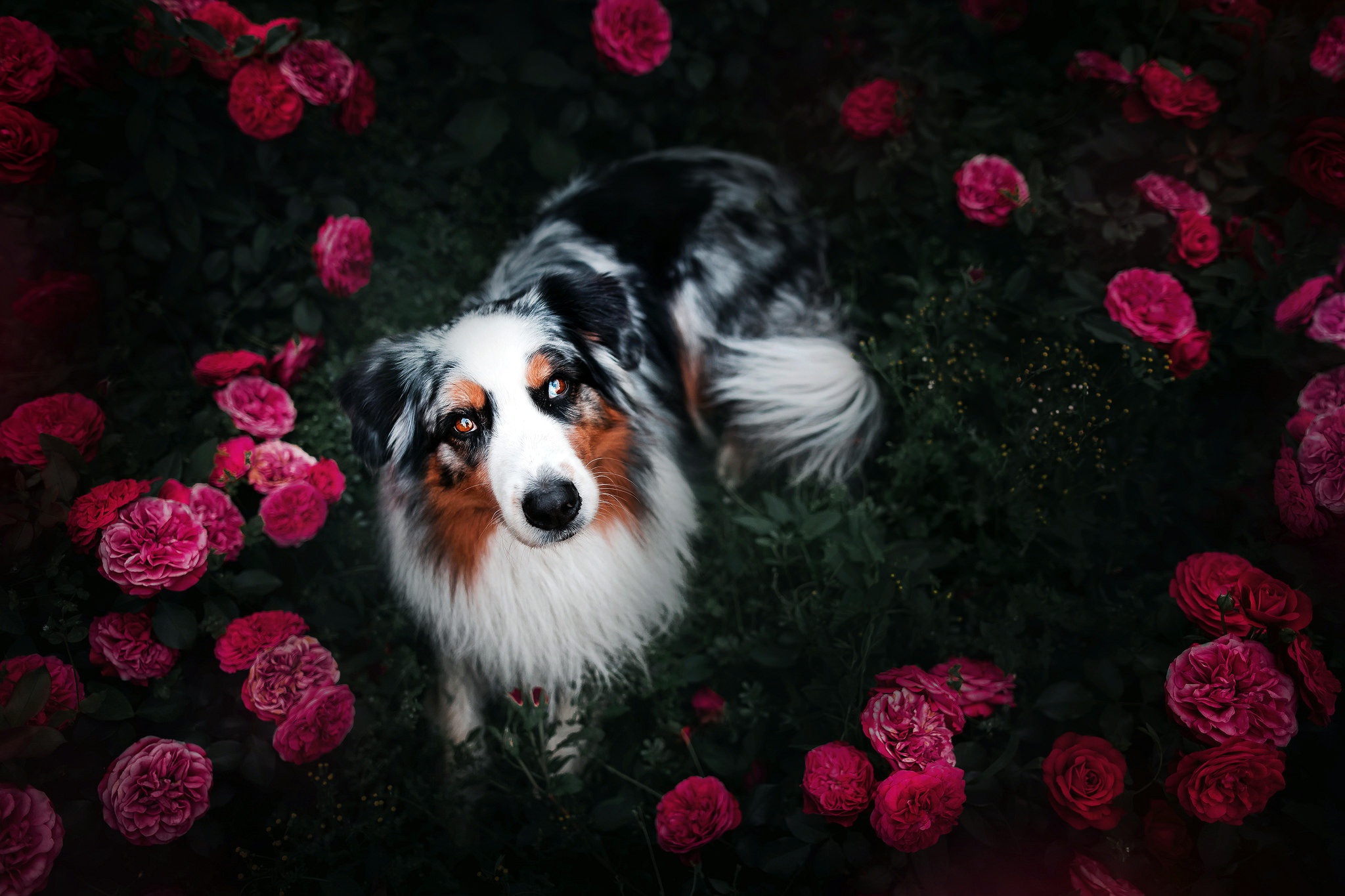 Download mobile wallpaper Dogs, Flower, Dog, Animal, Australian Shepherd, Border Collie, Pink Flower for free.