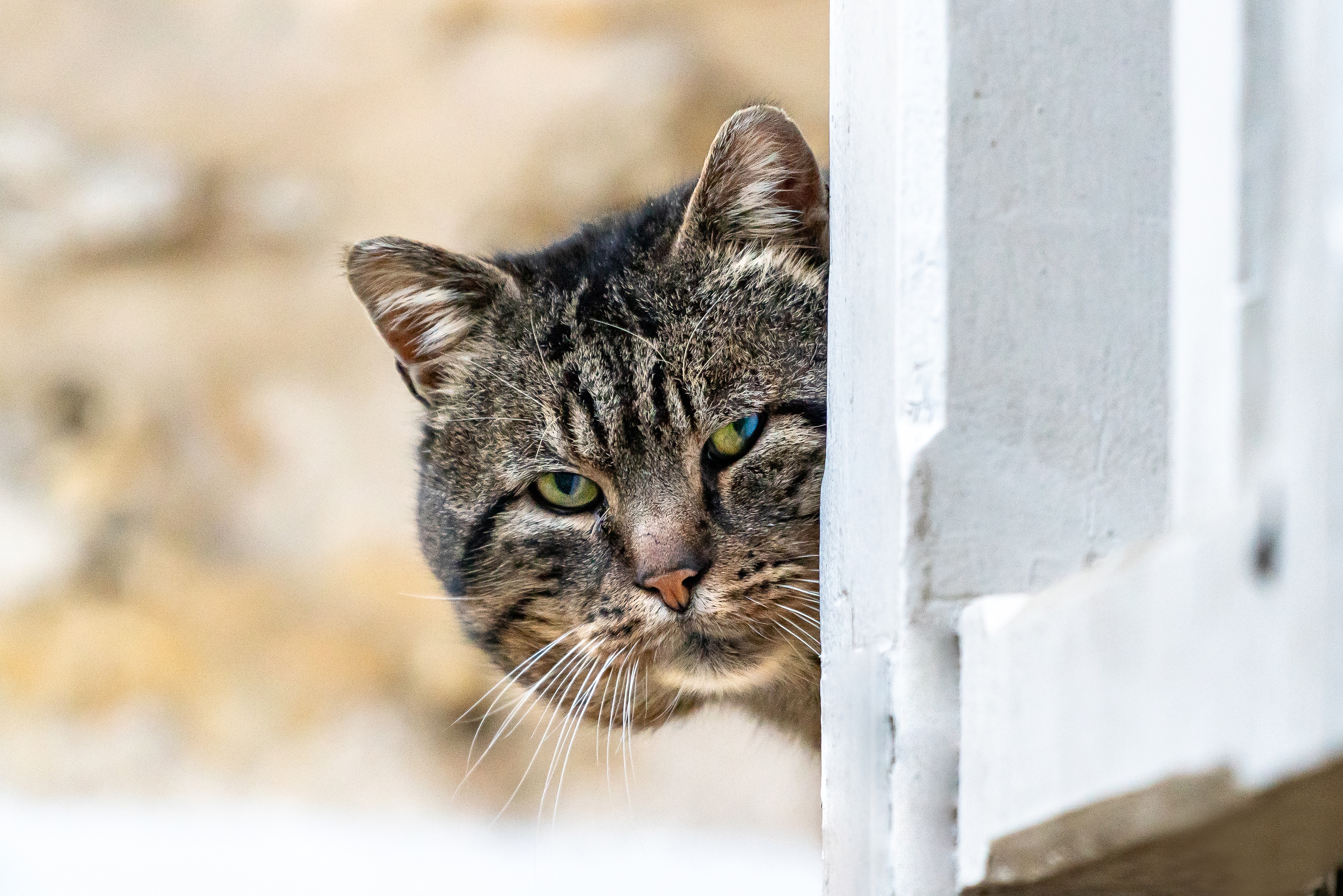 Laden Sie das Tiere, Katzen, Katze, Starren-Bild kostenlos auf Ihren PC-Desktop herunter