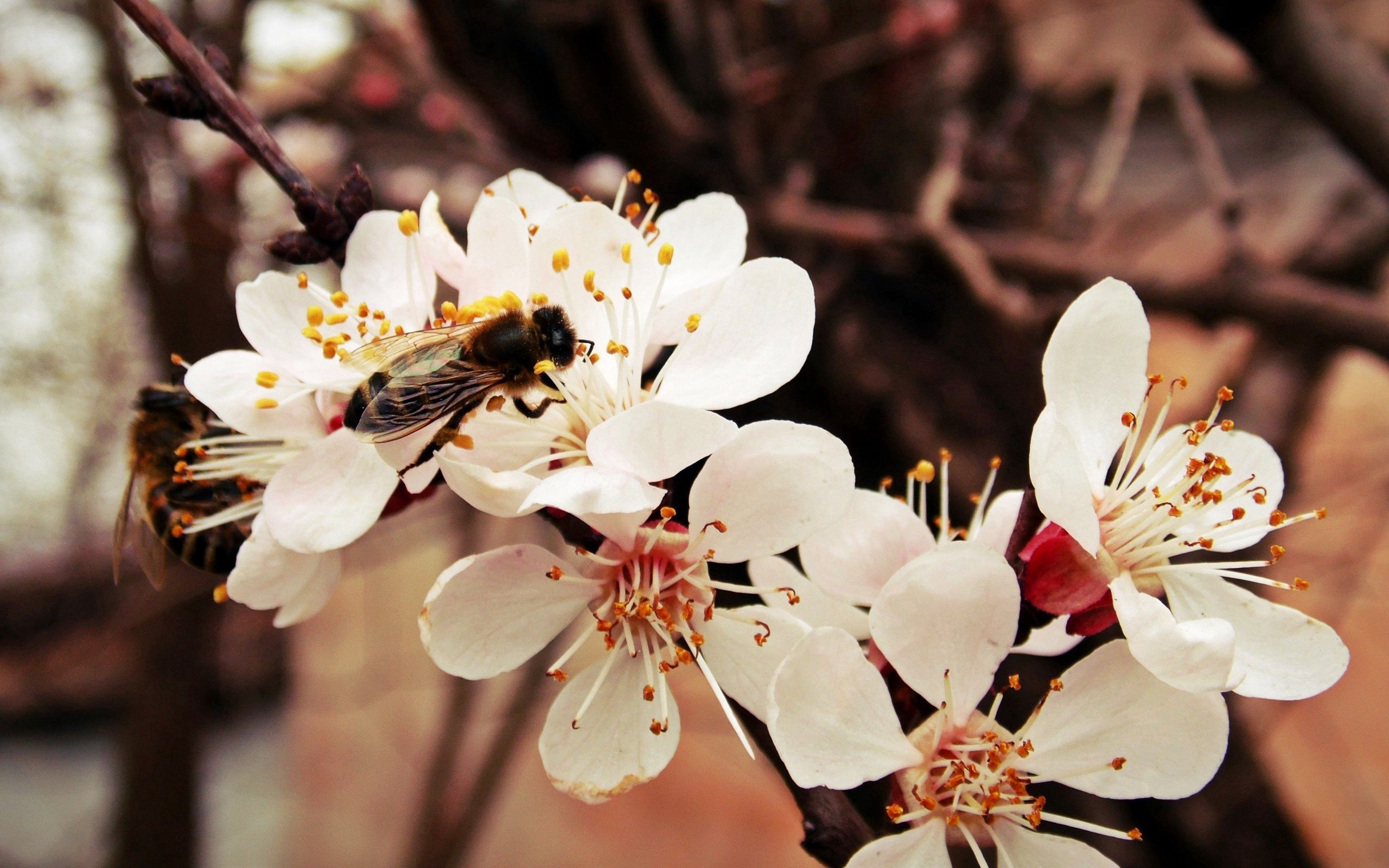 Download mobile wallpaper Macro, Branch, Flower, Bee for free.