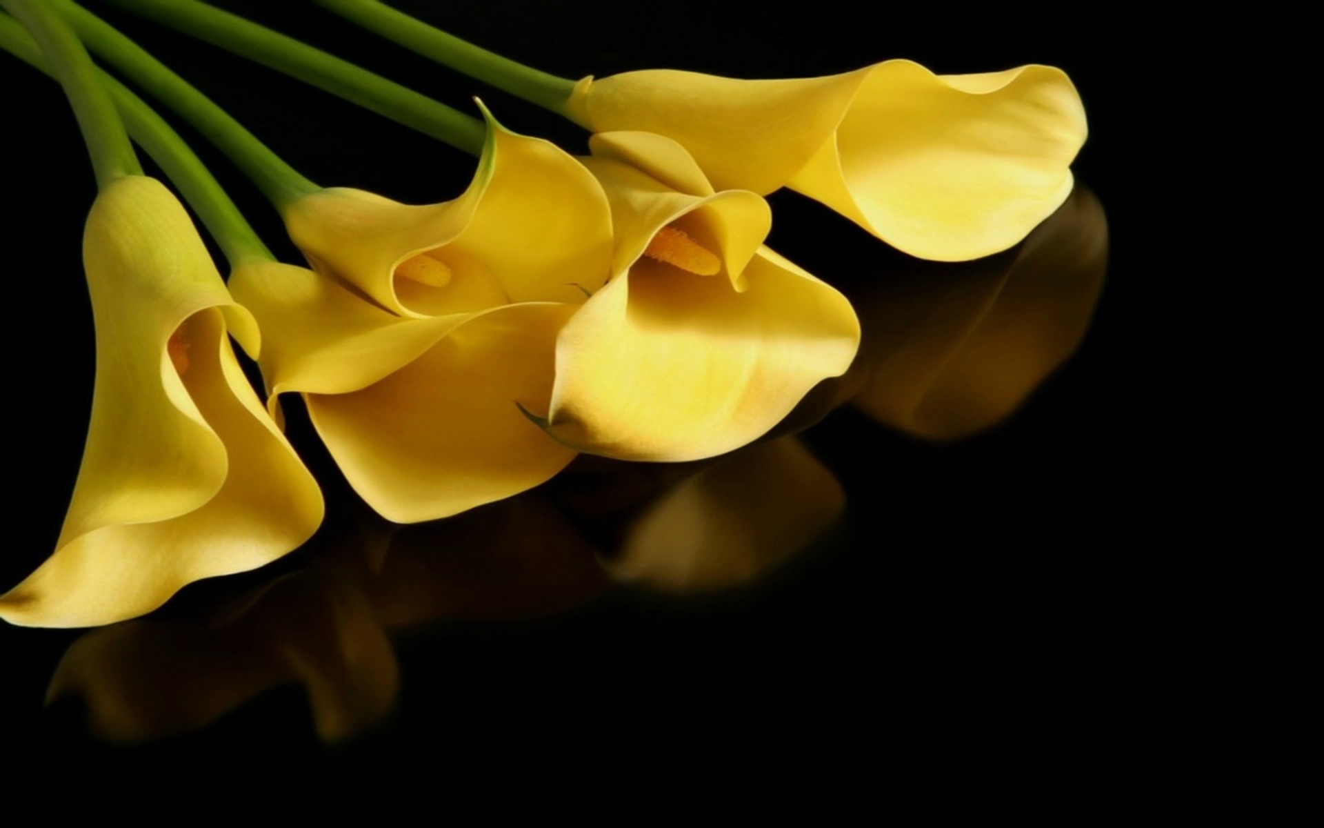 288129 скачать картинку желтый цветок, земля/природа, калла лили, цветок, флауэрсы - обои и заставки бесплатно