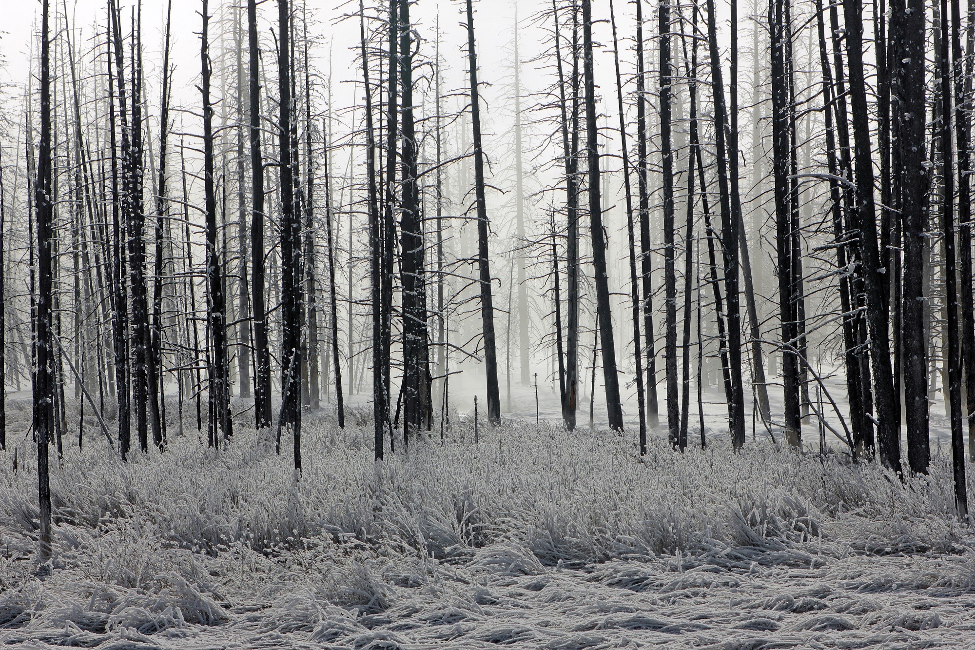 Скачать картинку Зима, Природа, Лес, Дерево, Туман, Утро, Мороз, Национальный Парк, Земля/природа в телефон бесплатно.