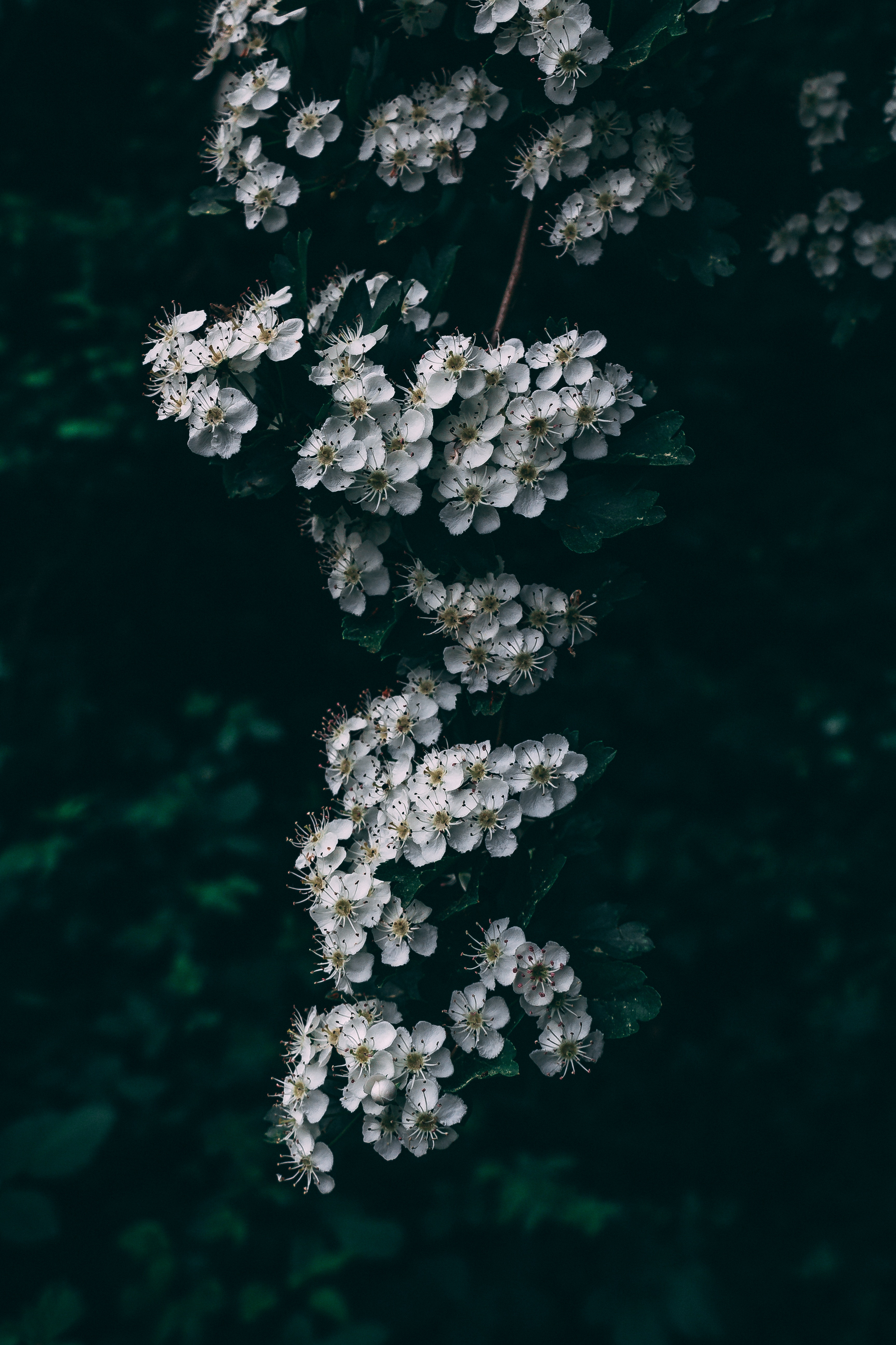 Download mobile wallpaper Branch, Bloom, Flowers, Flowering, Spring, Cherry for free.