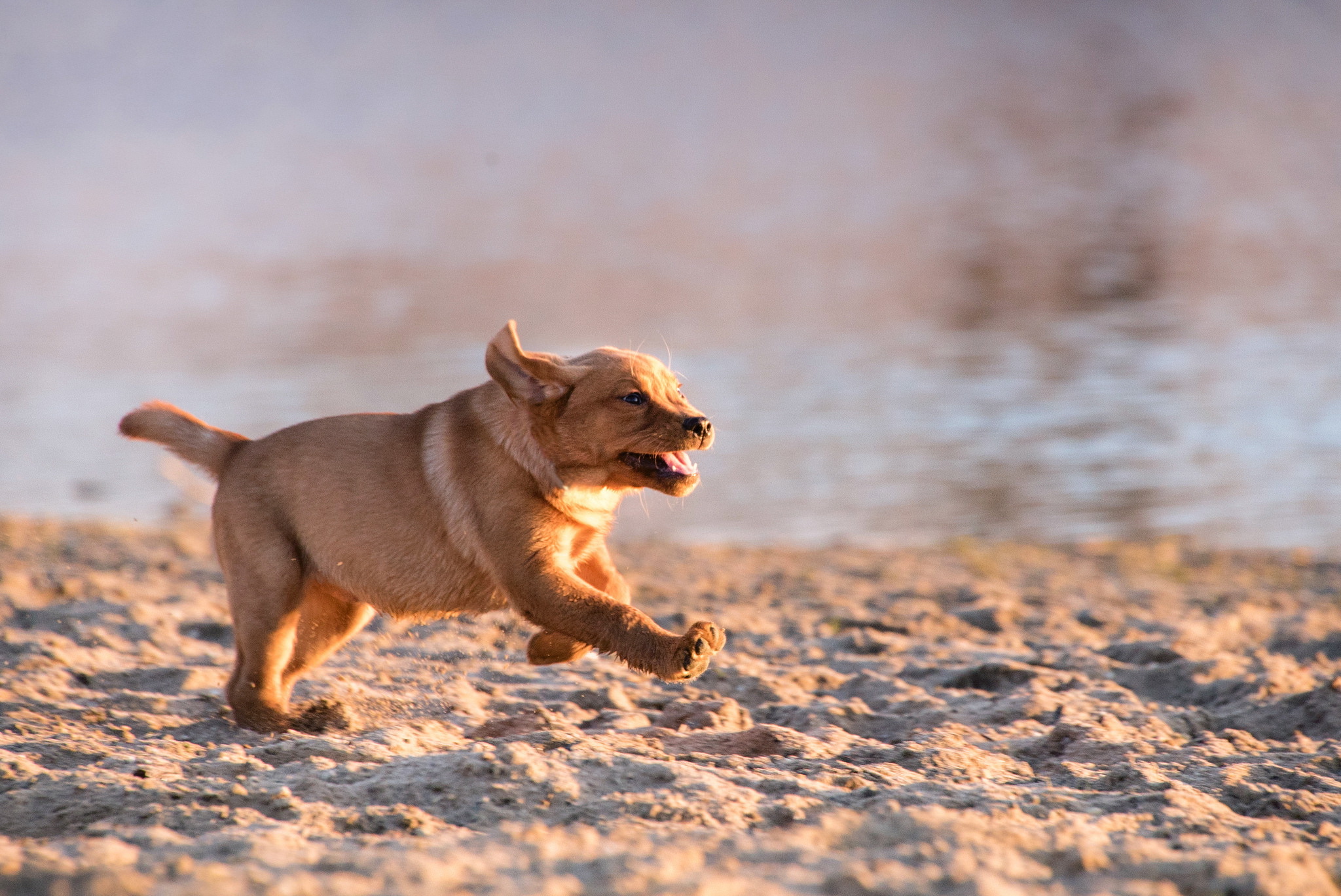 Download mobile wallpaper Dogs, Sand, Dog, Animal, Puppy, Golden Retriever, Baby Animal for free.