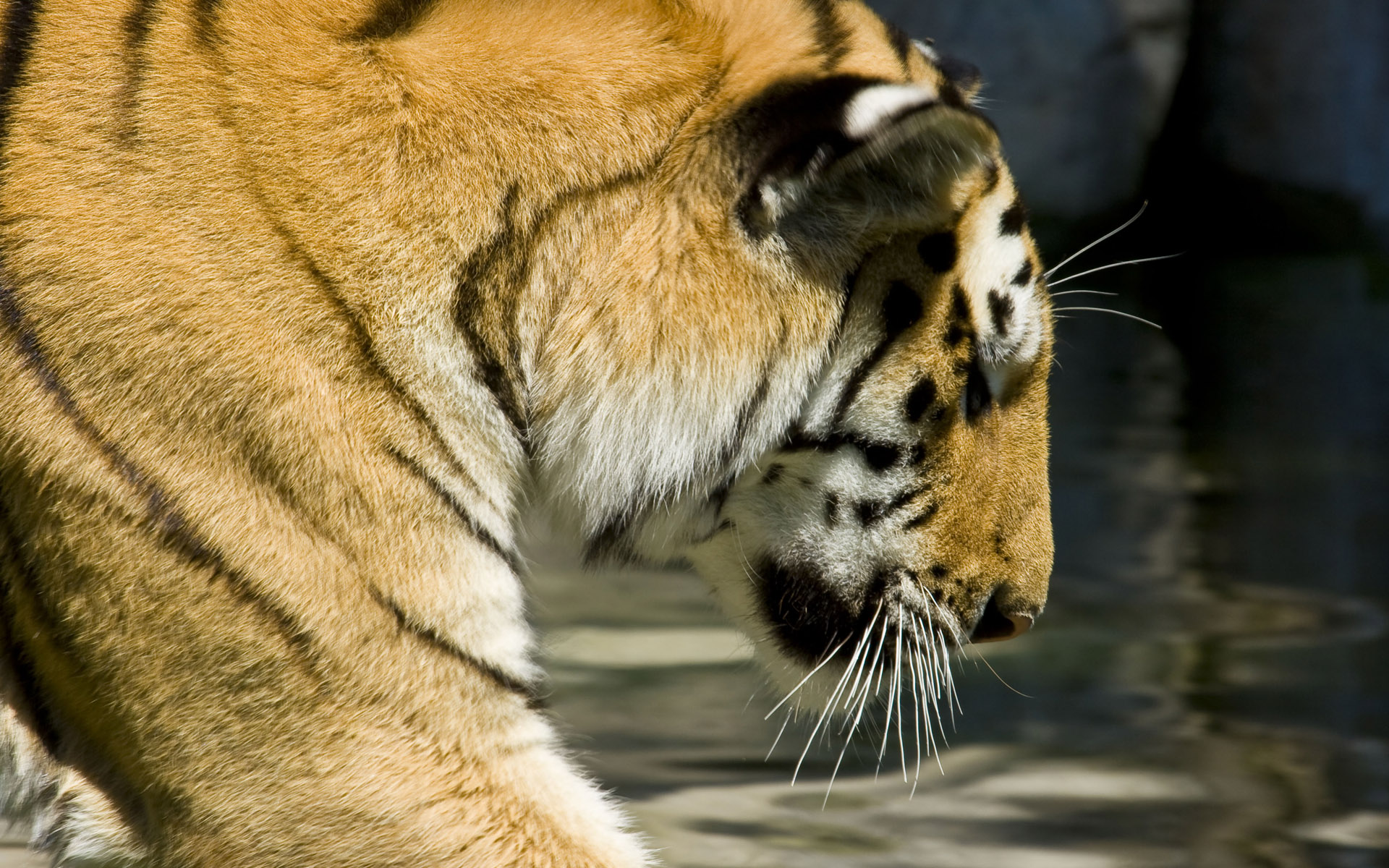 Téléchargez des papiers peints mobile Animaux, Chats, Tigre gratuitement.