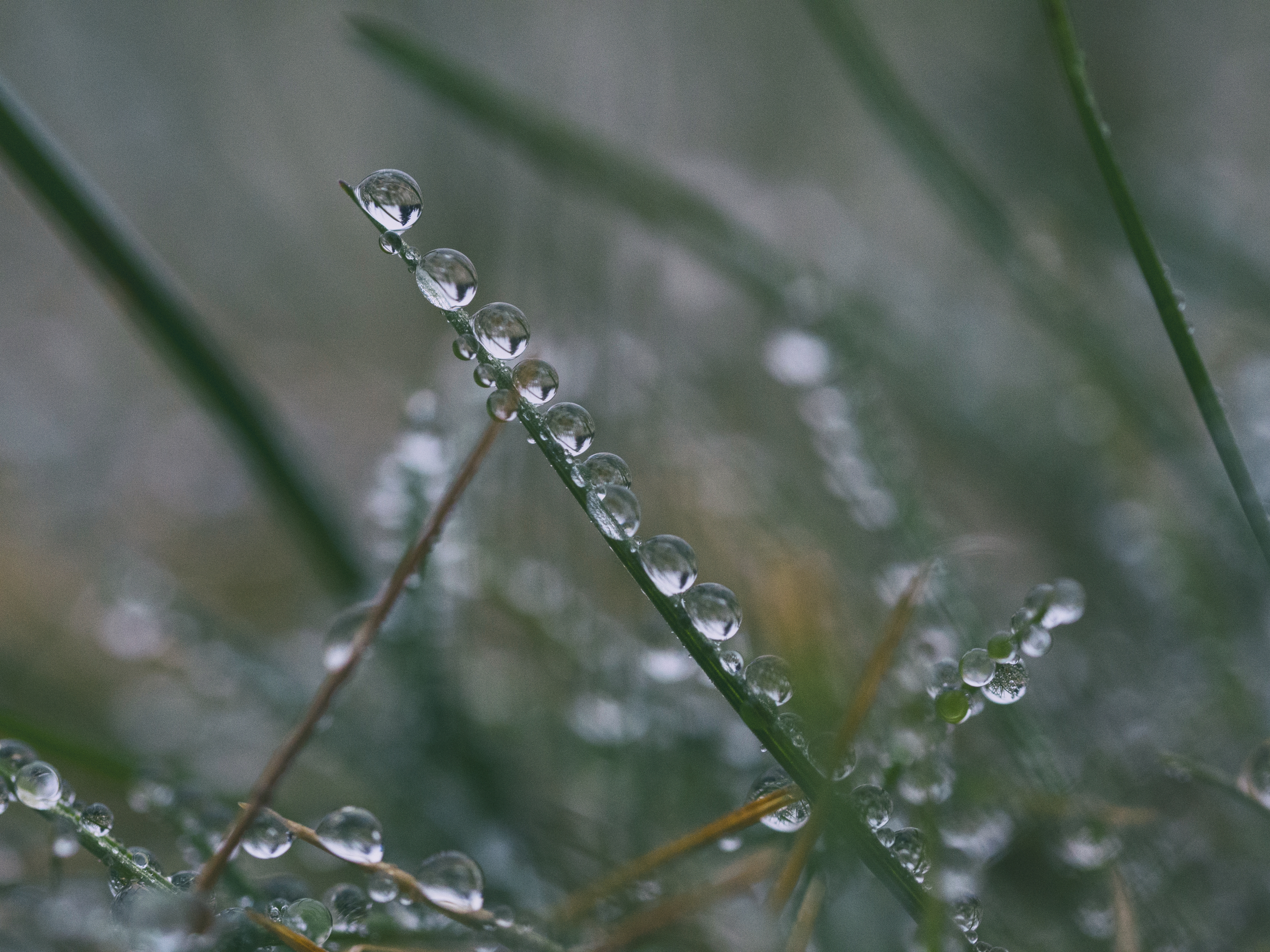 Download mobile wallpaper Nature, Grass, Macro, Earth, Water Drop for free.