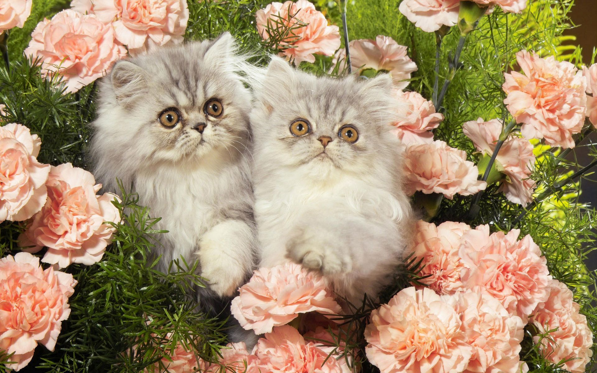 animal, cat, baby animal, carnation, flower, fluffy, kitten, persian cat, pink flower, cats